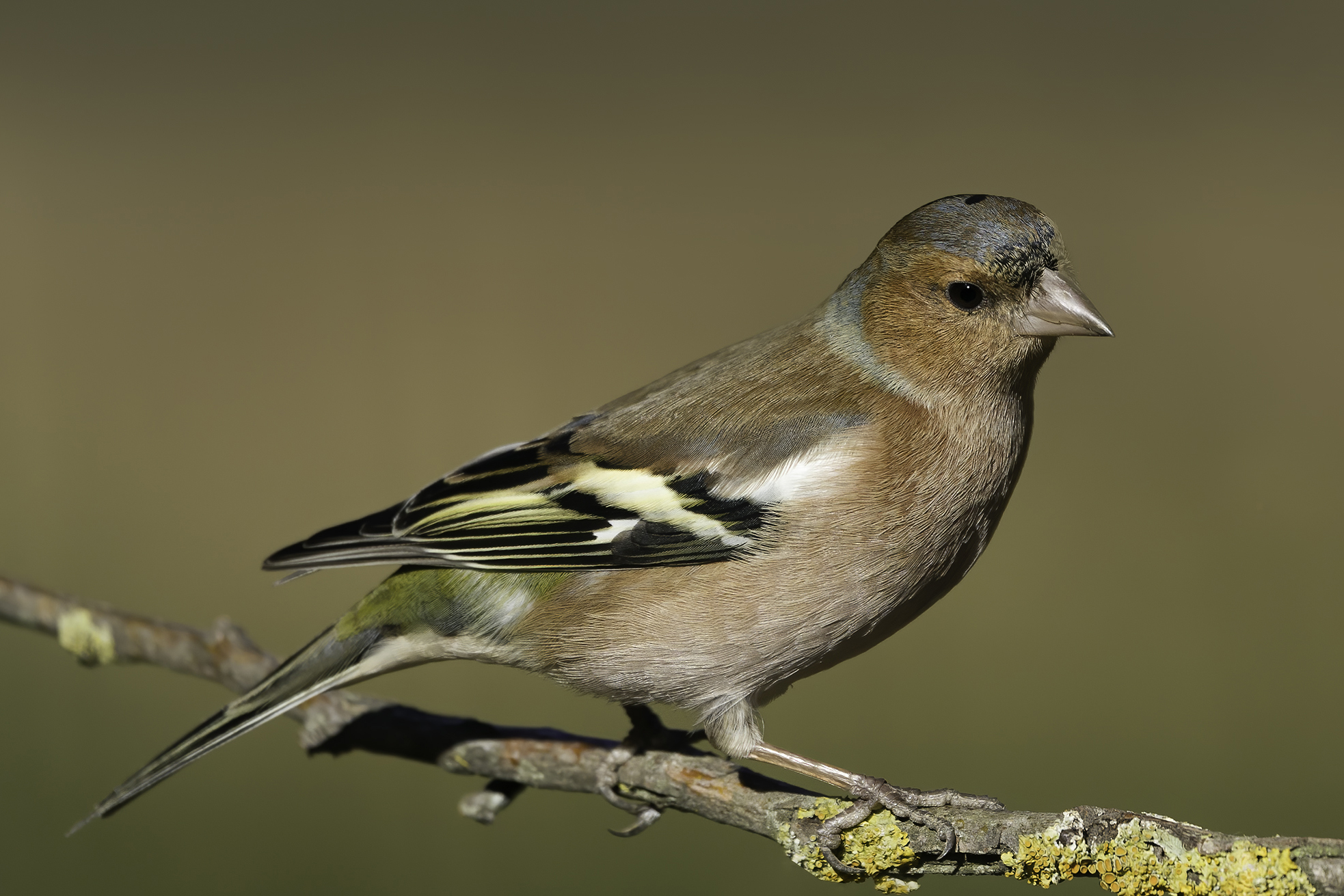 Chaffinch