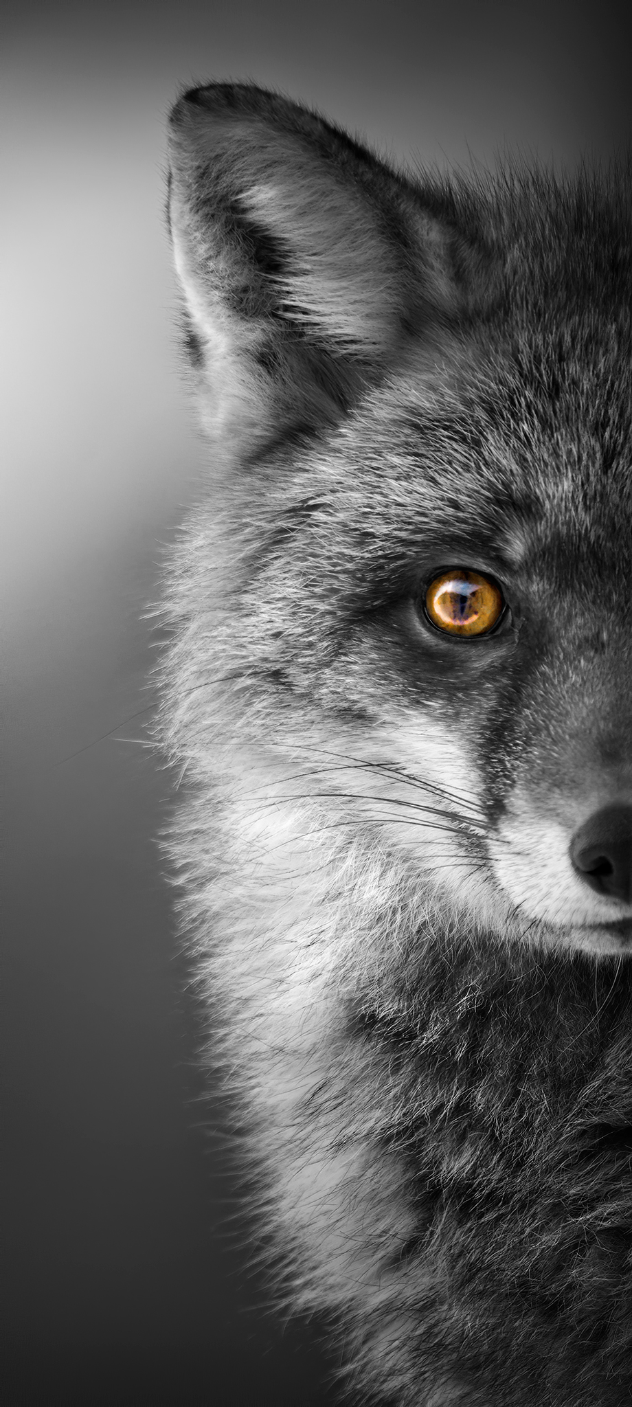 a fox, a little unusual