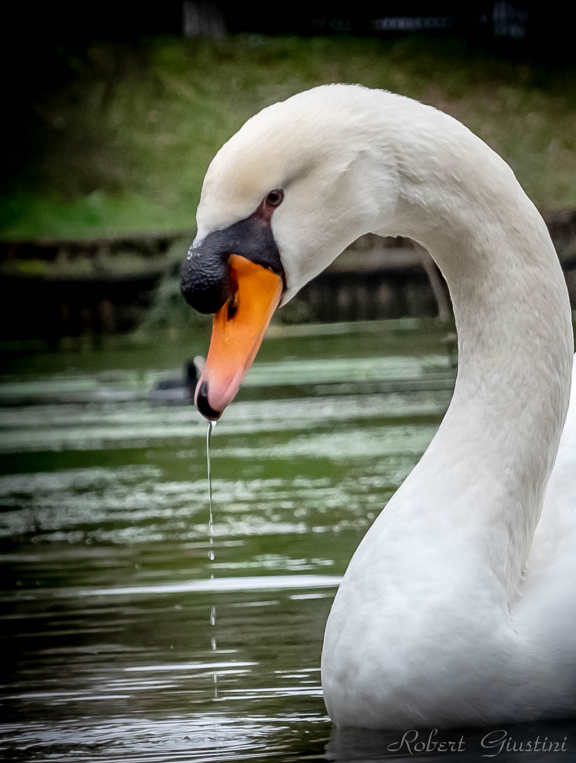 Porcia (pn) - Parco delle Risorgive