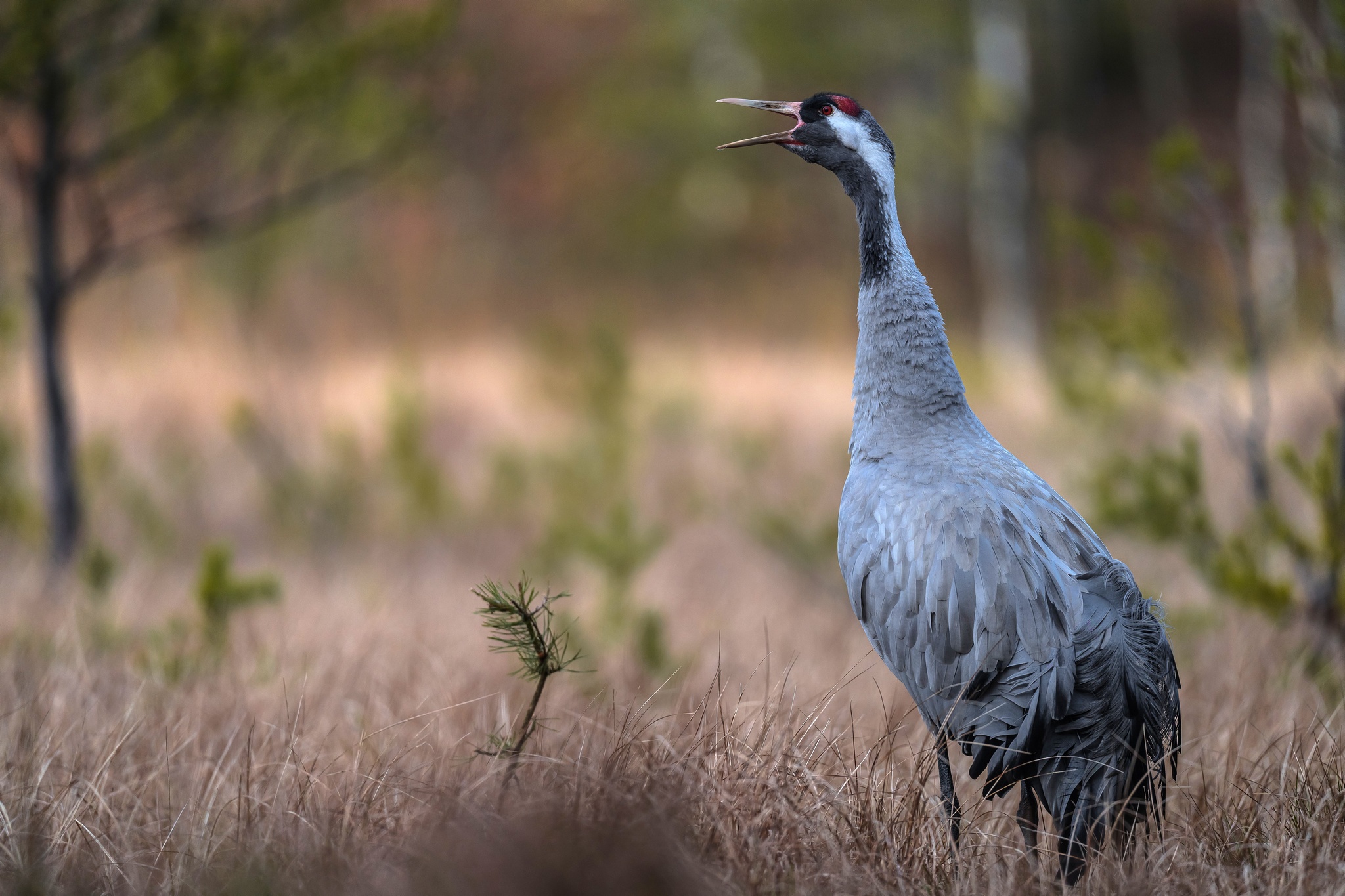 Common Crane (Grus grus)