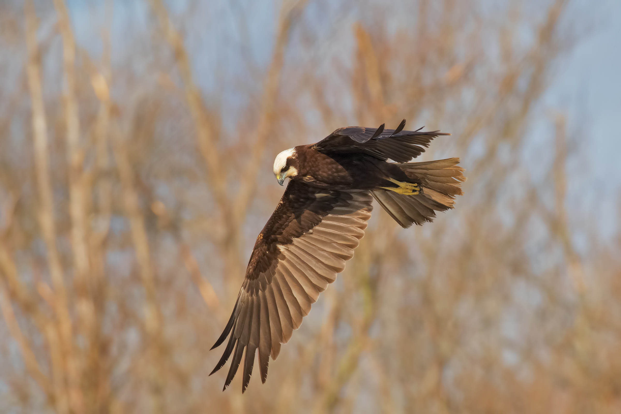 Falco di Palude ( Femmina)