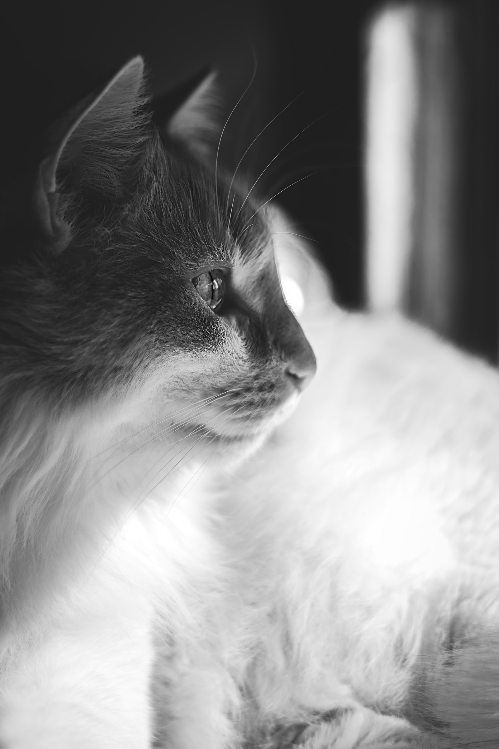 Un Gattone sul mio davanzale in BN 18220