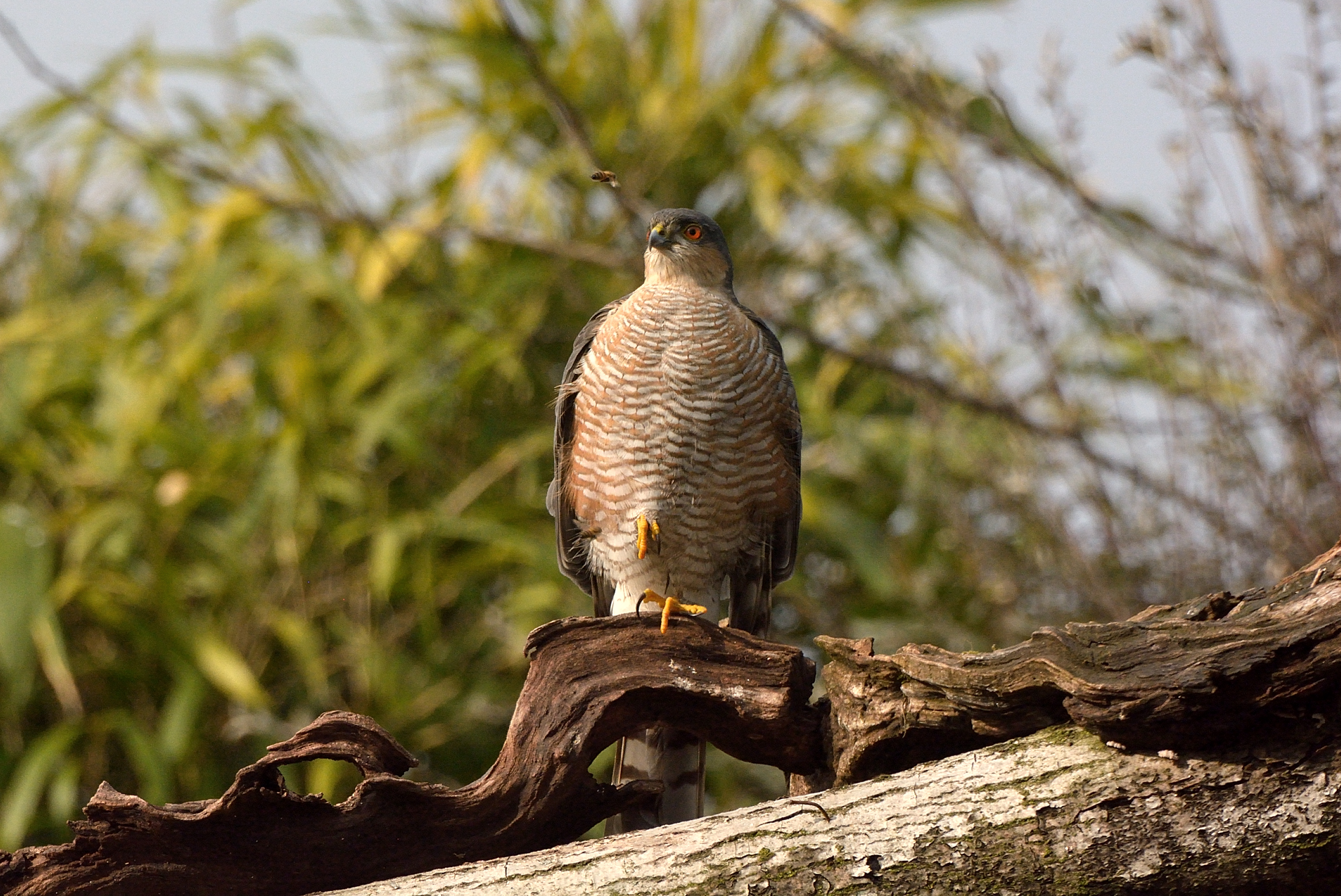 Something buzzes around me.