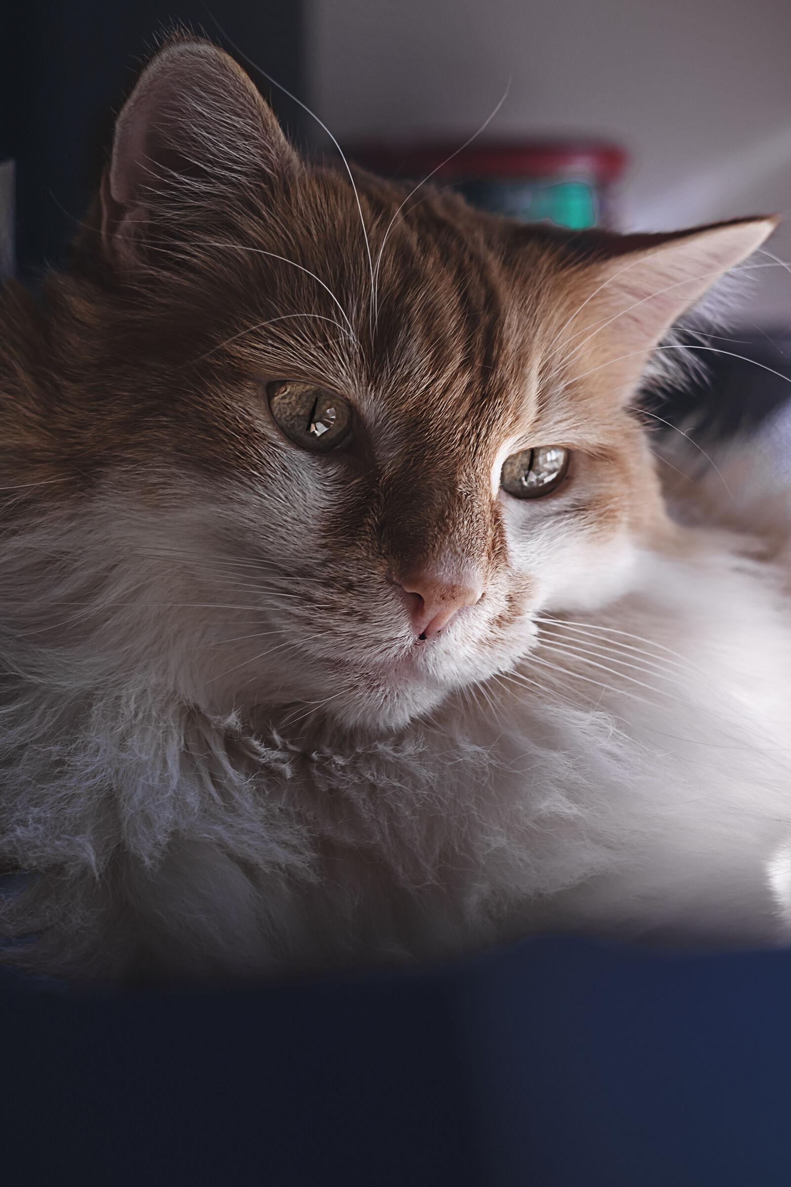 A big cat on my windowsill in color 18220