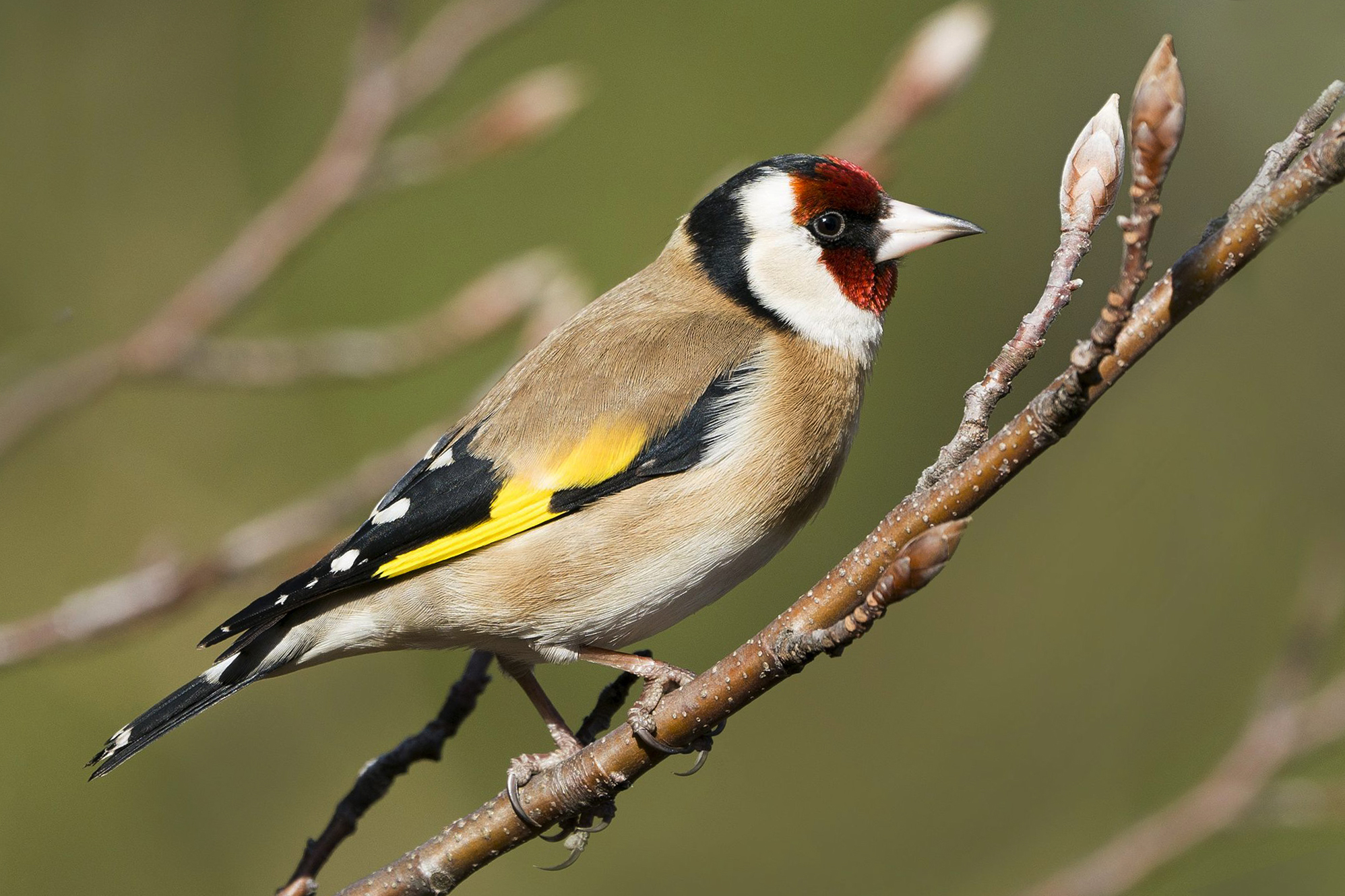 Goldfinch