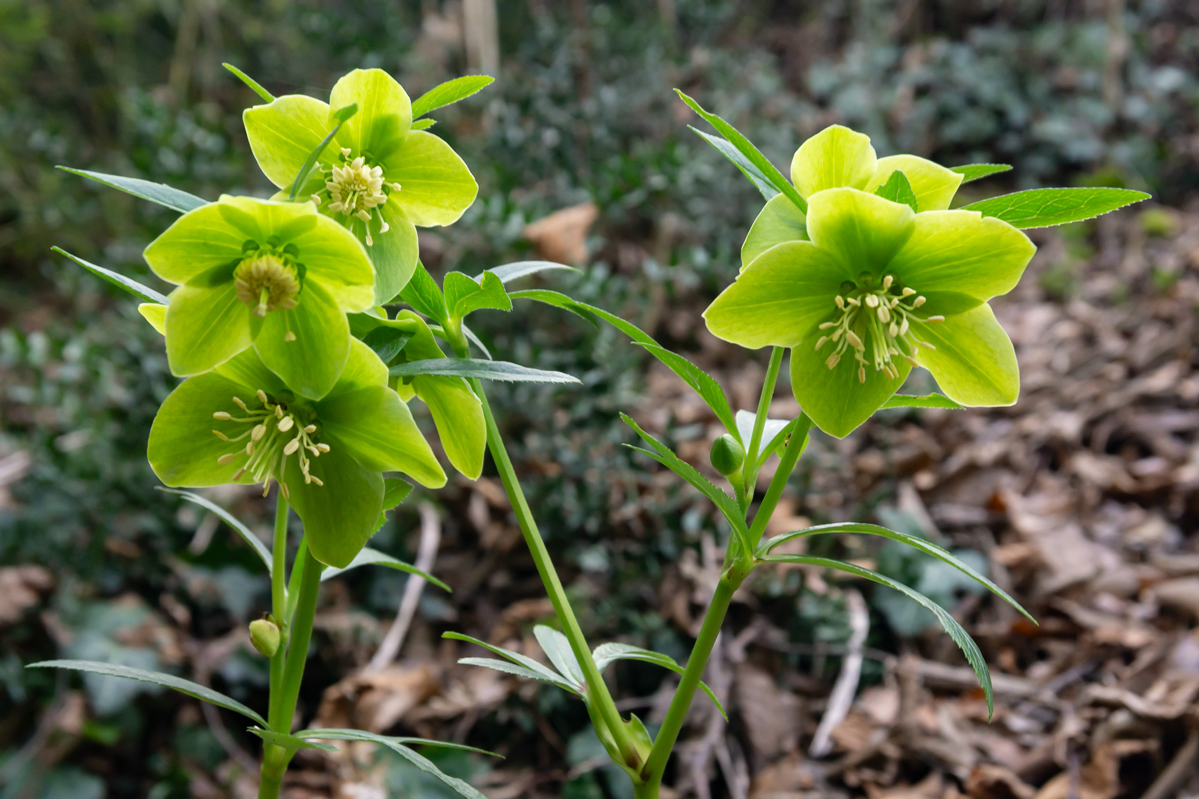 Hellebore