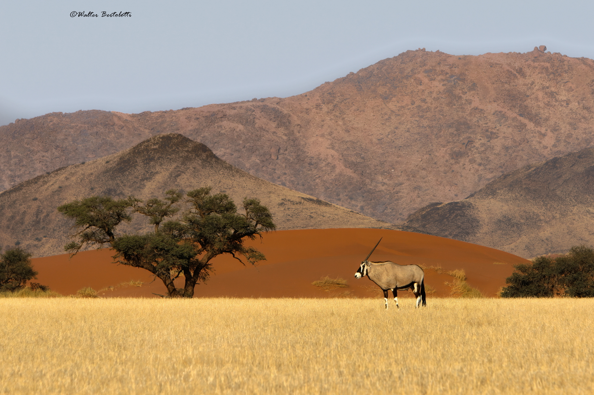 nel regno dell'unicorno