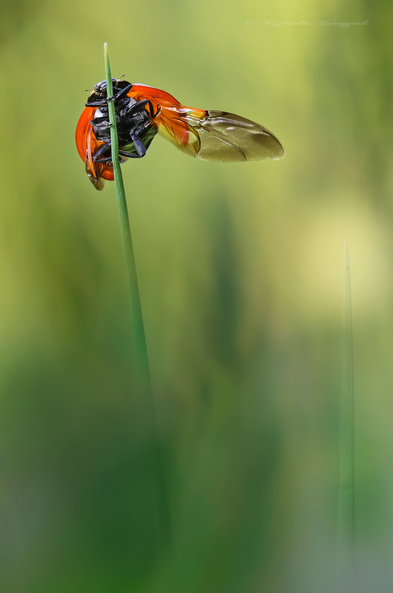 The Lap Dance of The Lady part 2