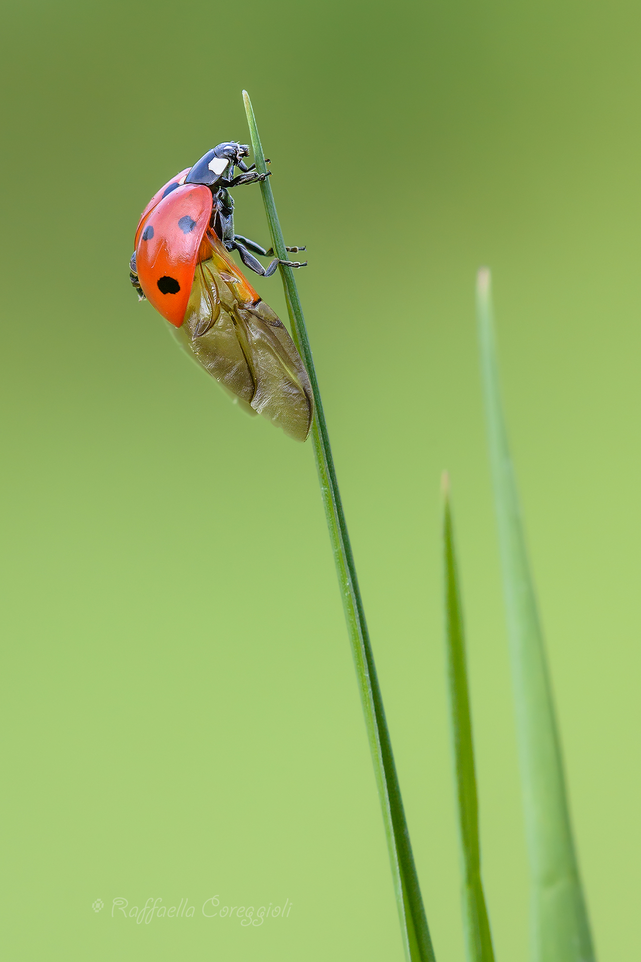 The Lap Dance of The Lady part 3