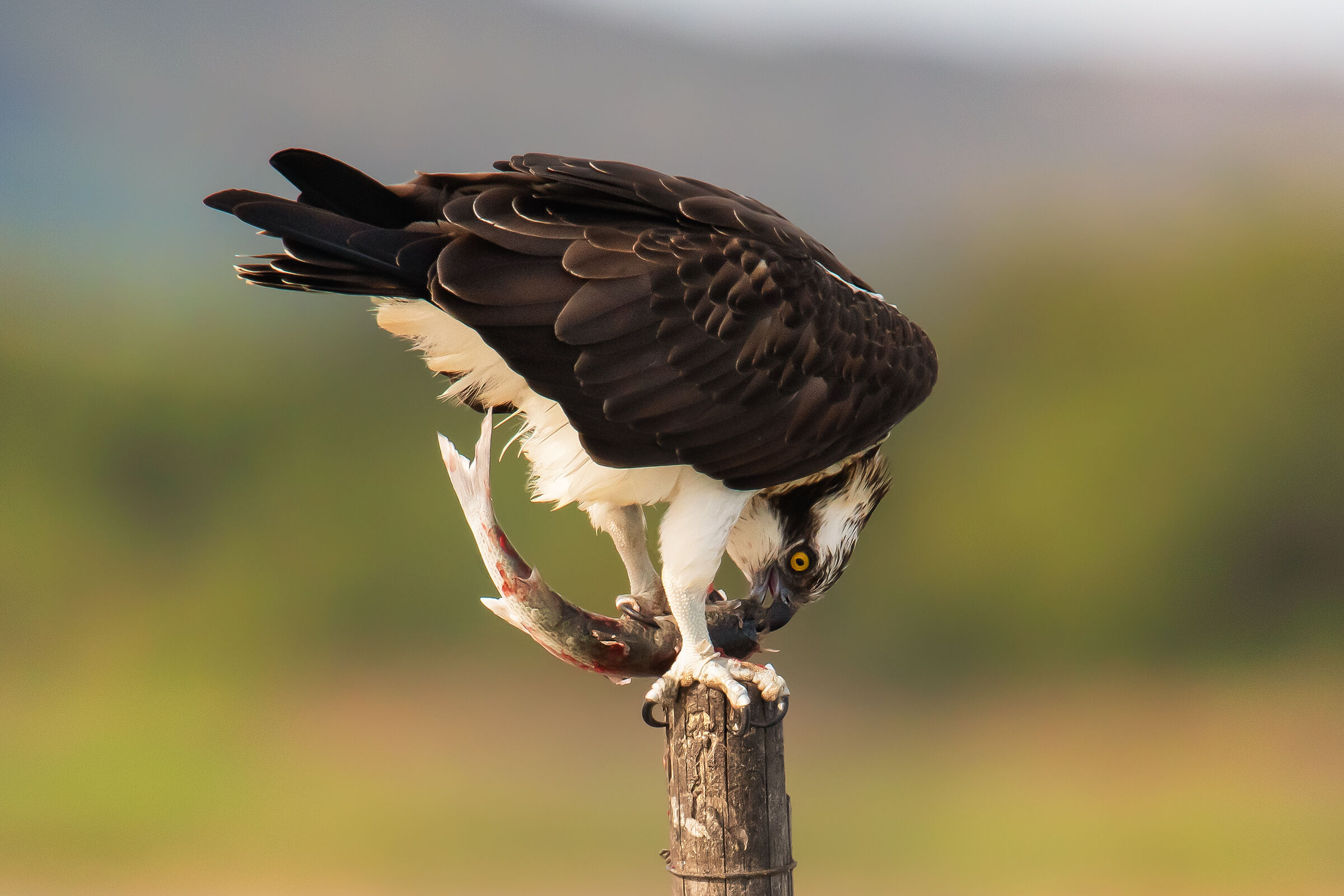 falco pescatore