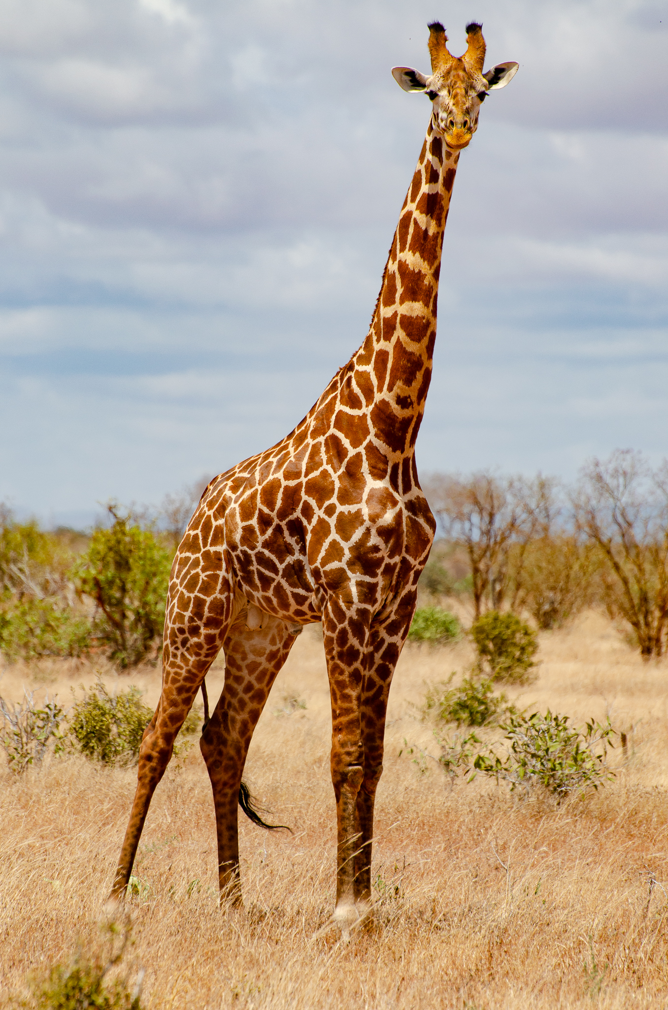 Giraffe