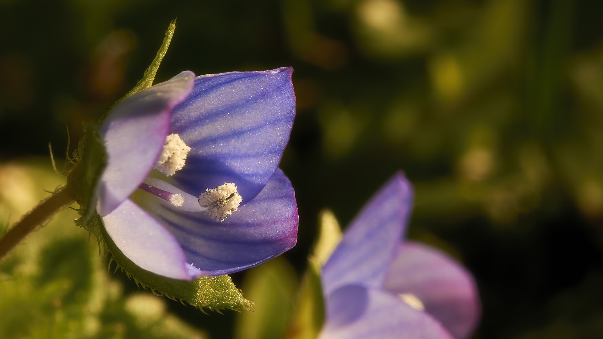 Veronica (Occhi della Madonna) - macro - 19-02-20