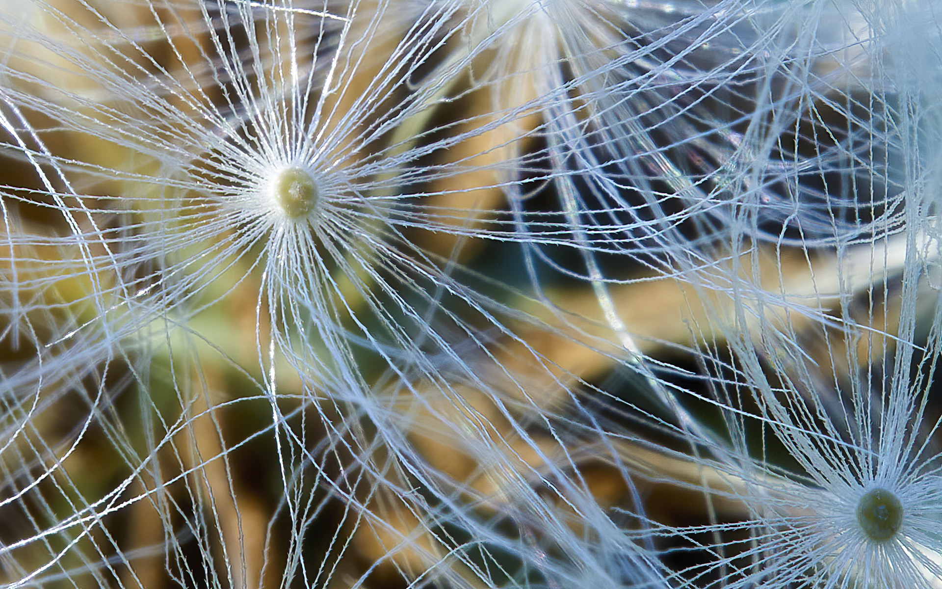 Soffione - macro - 19-02-20 -