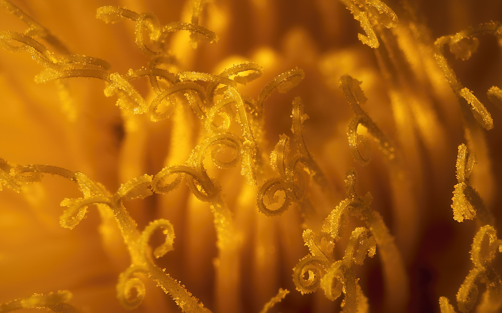 Tarassaco - macro - 19-02-20 -