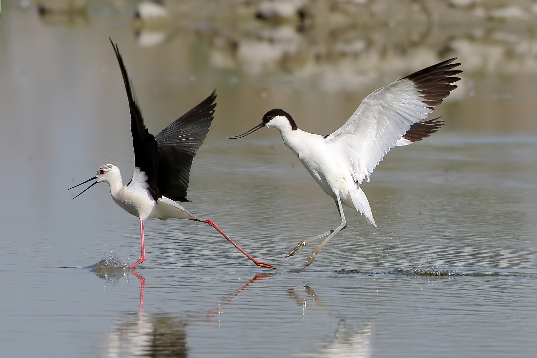 Attacco alle spalle...