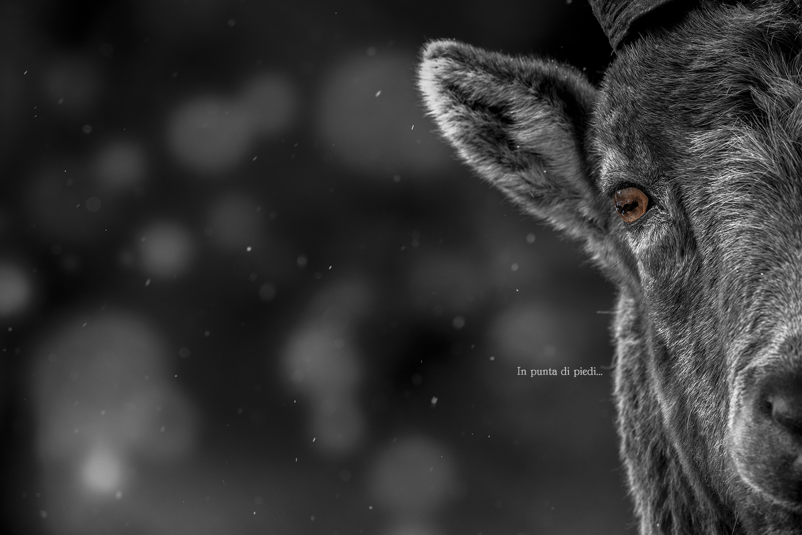 Quando la Natura si esibisce!