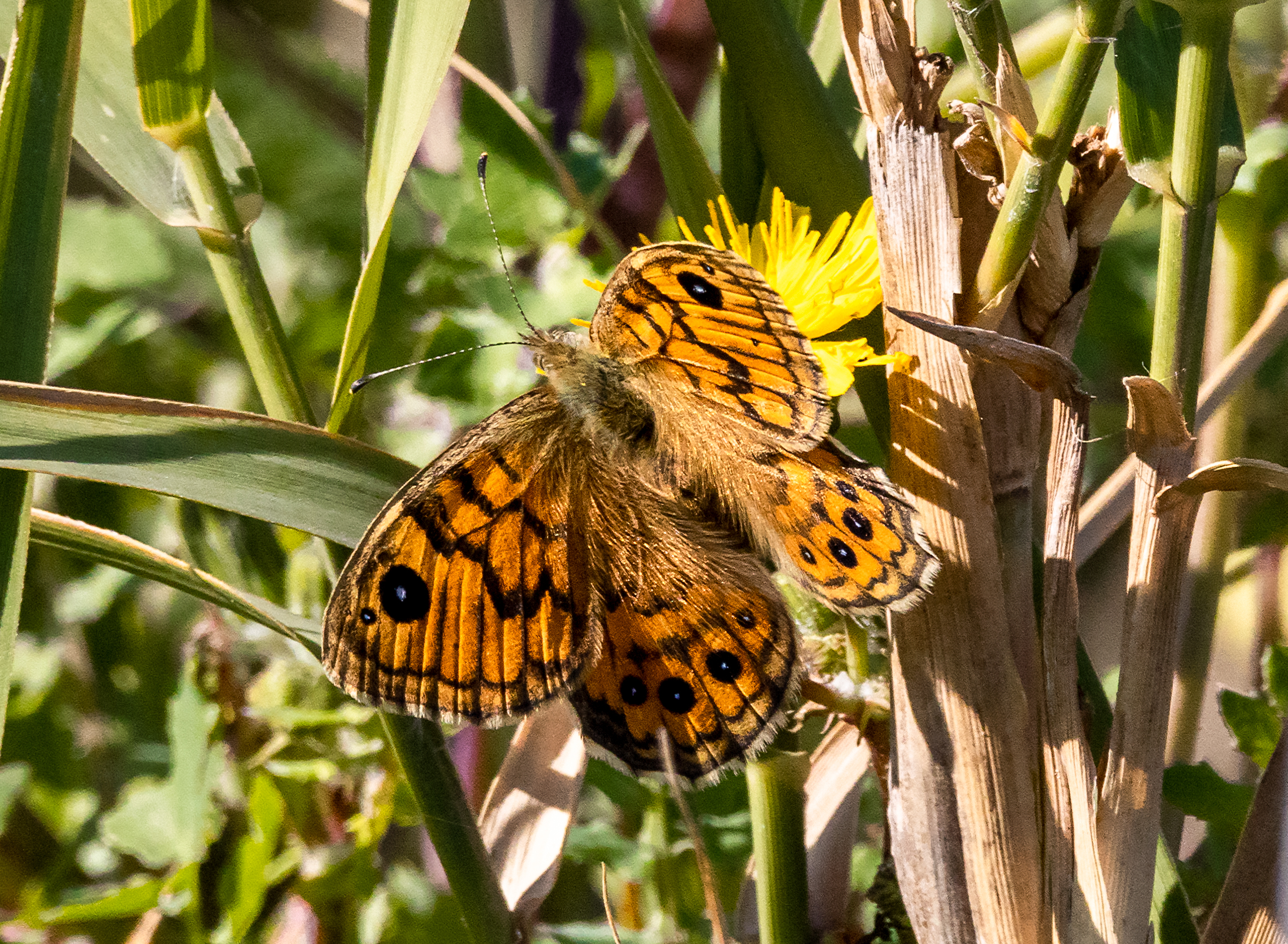 Butterfly, but I don't know the name.
