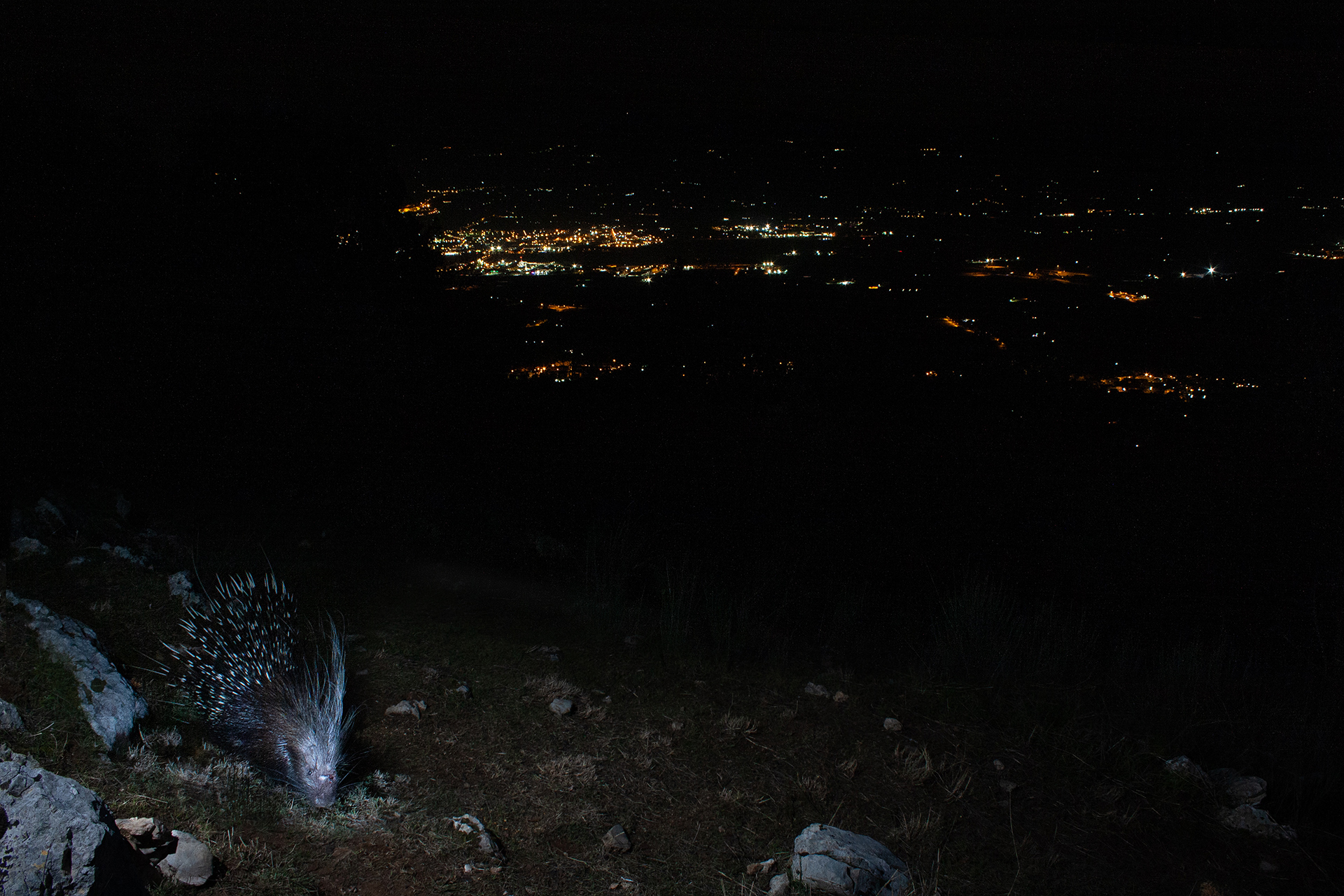 Urban & Wildlife - (Così vicini ma così Lontan...