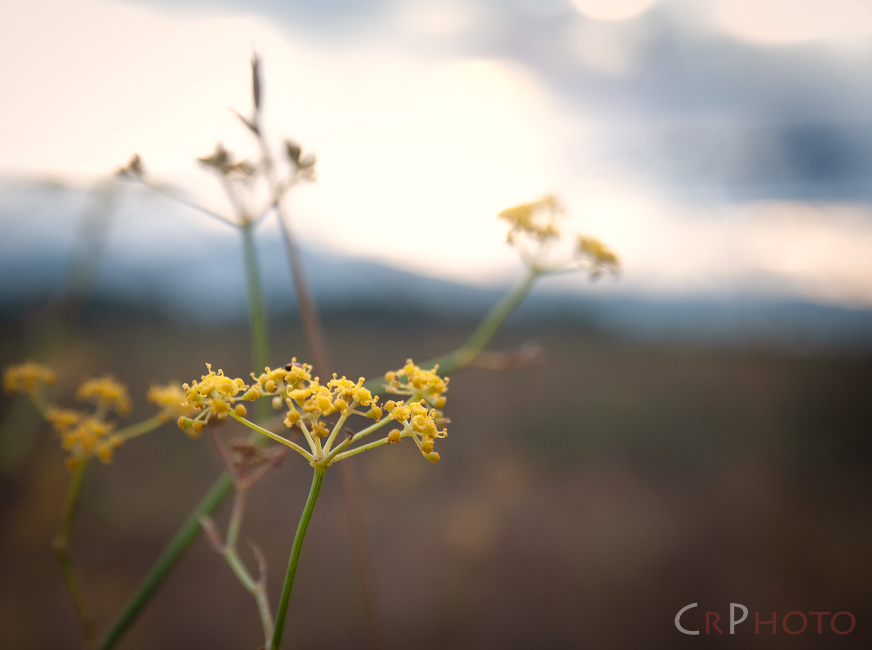 The Fate of Loneliness