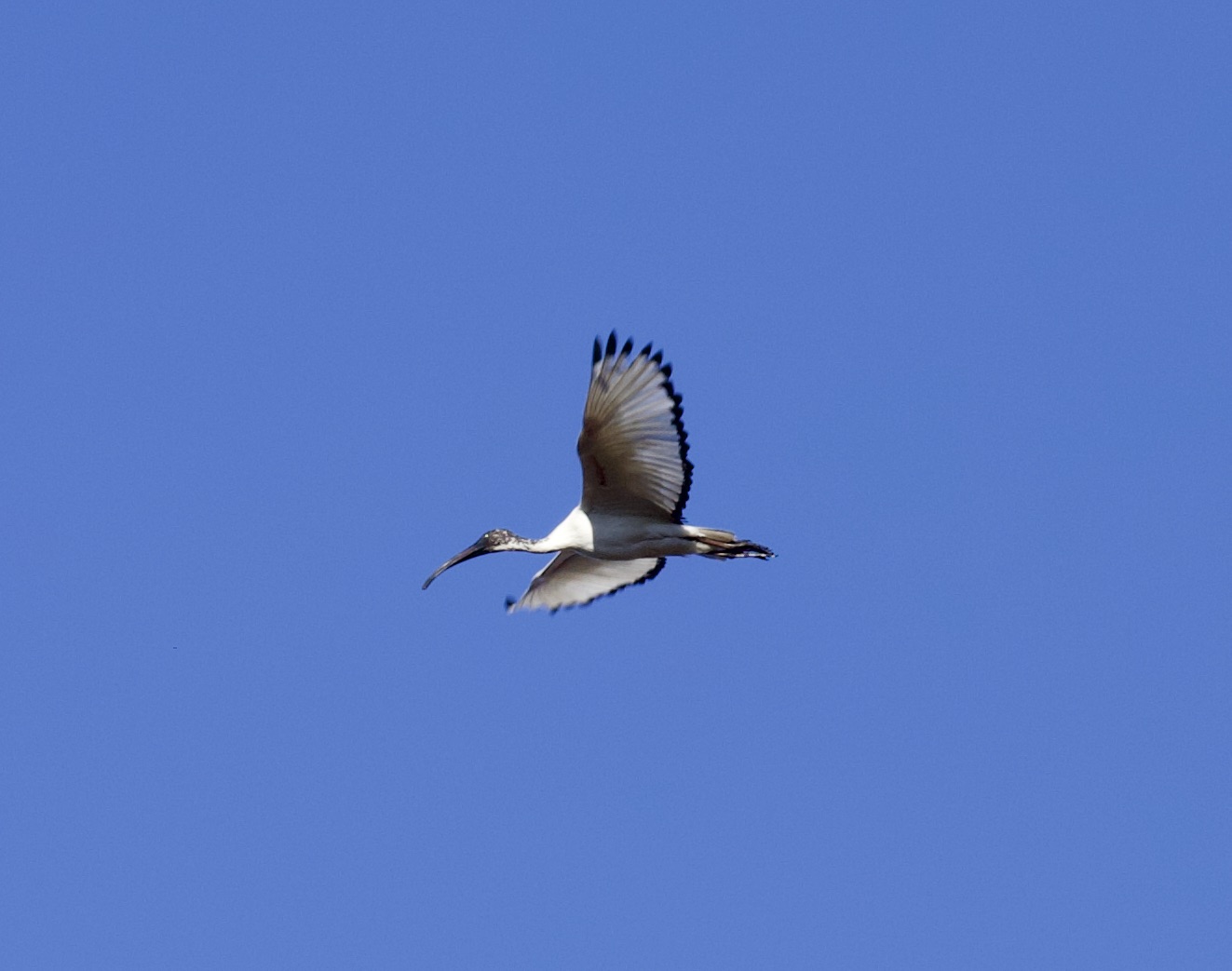 Ibis in volo