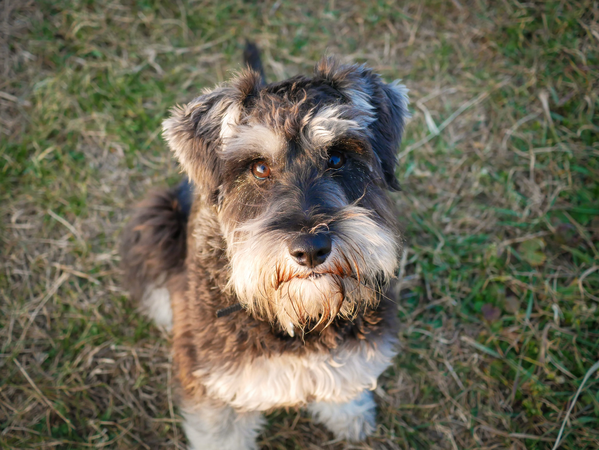 Miniature schnauzer puppy