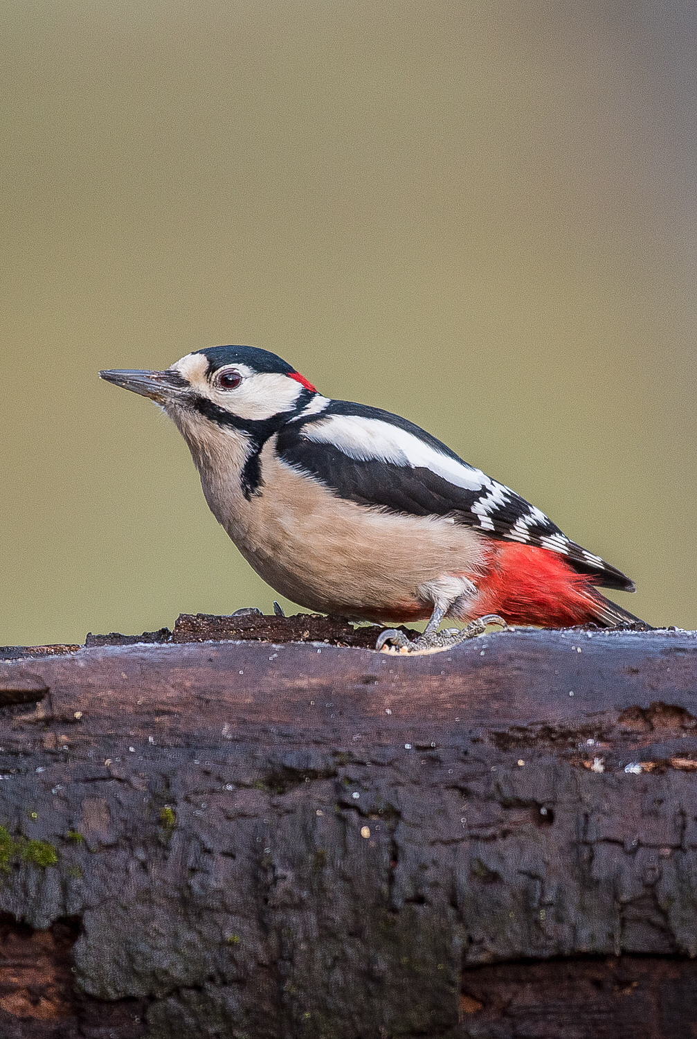 Woodpecker