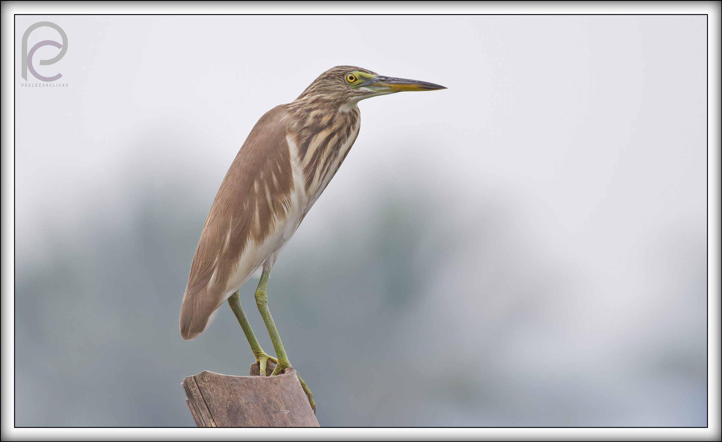 Indiano Pond Heron