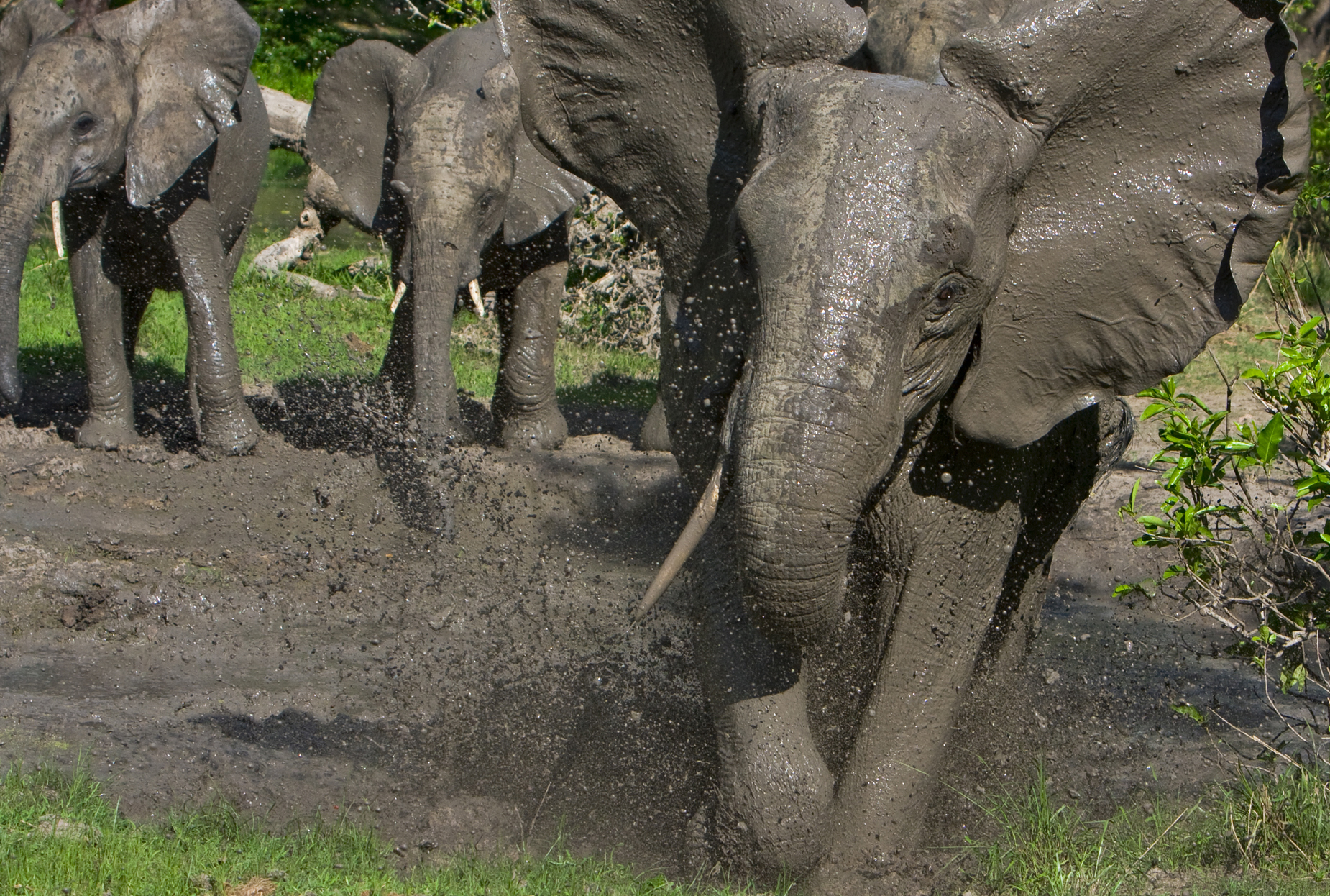 elefante alla carica