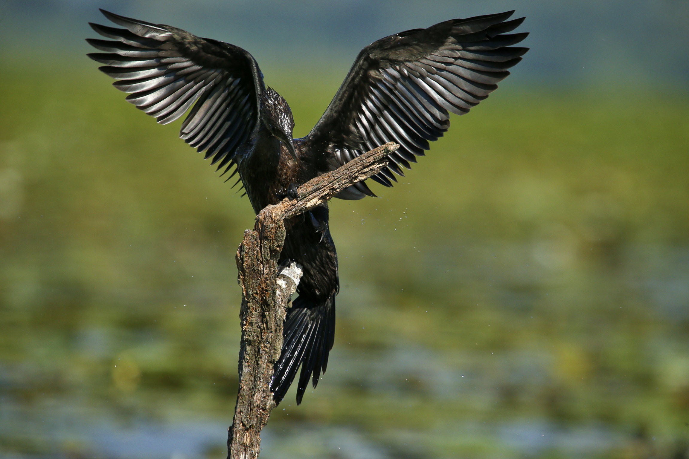 Cormorano
