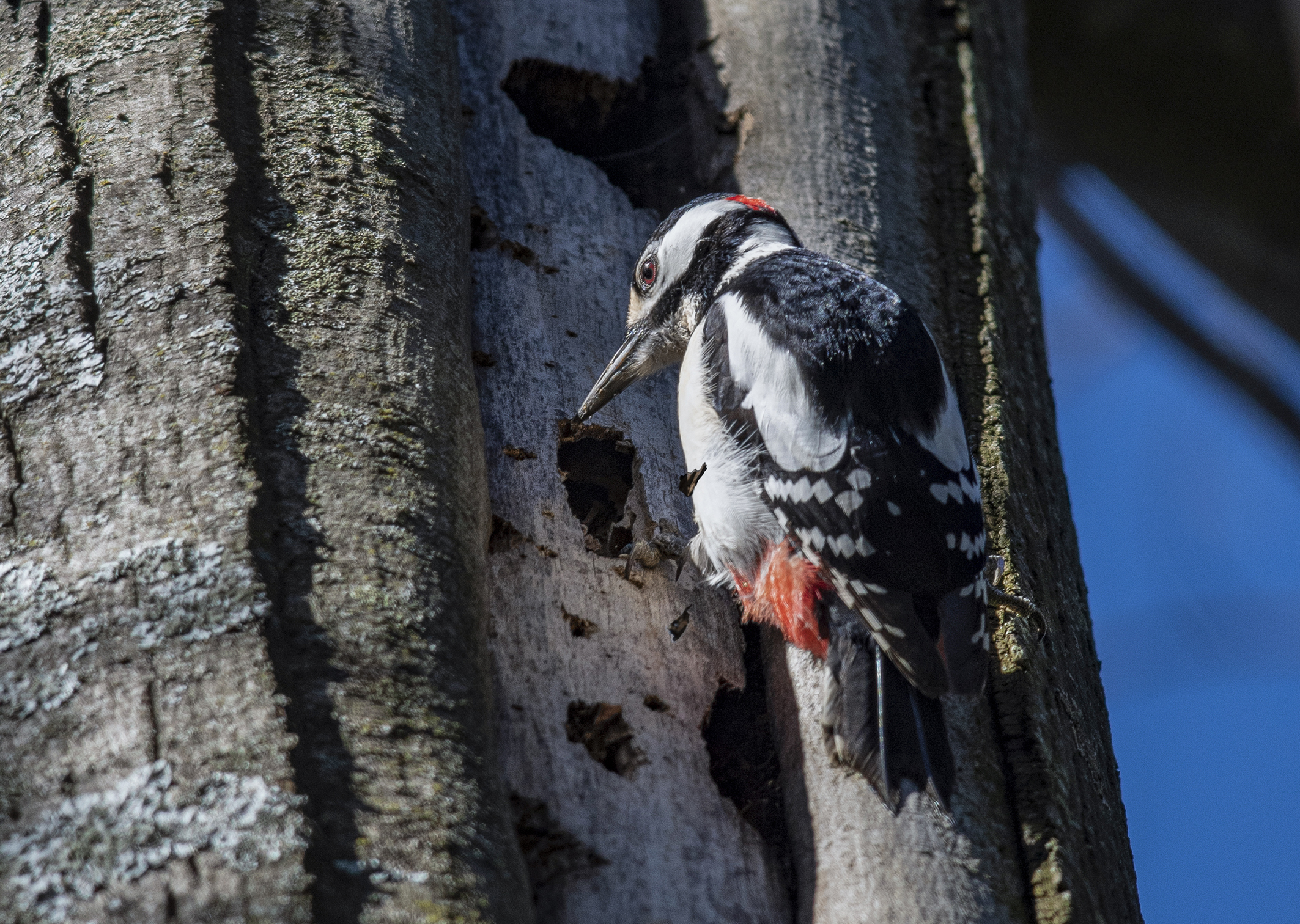 great spotted woodpecker at work
