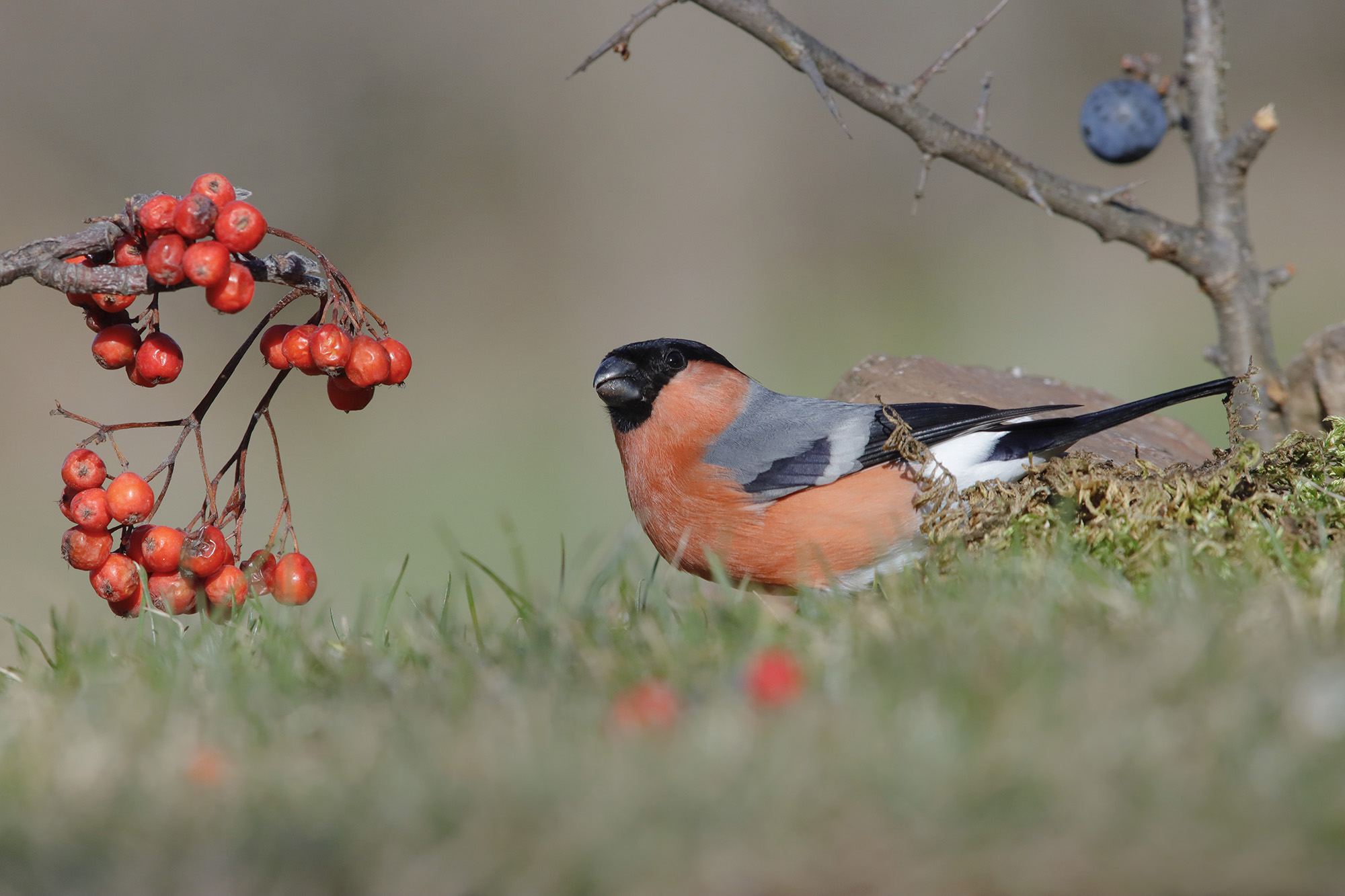 ciuffolotto in mezzo al campo