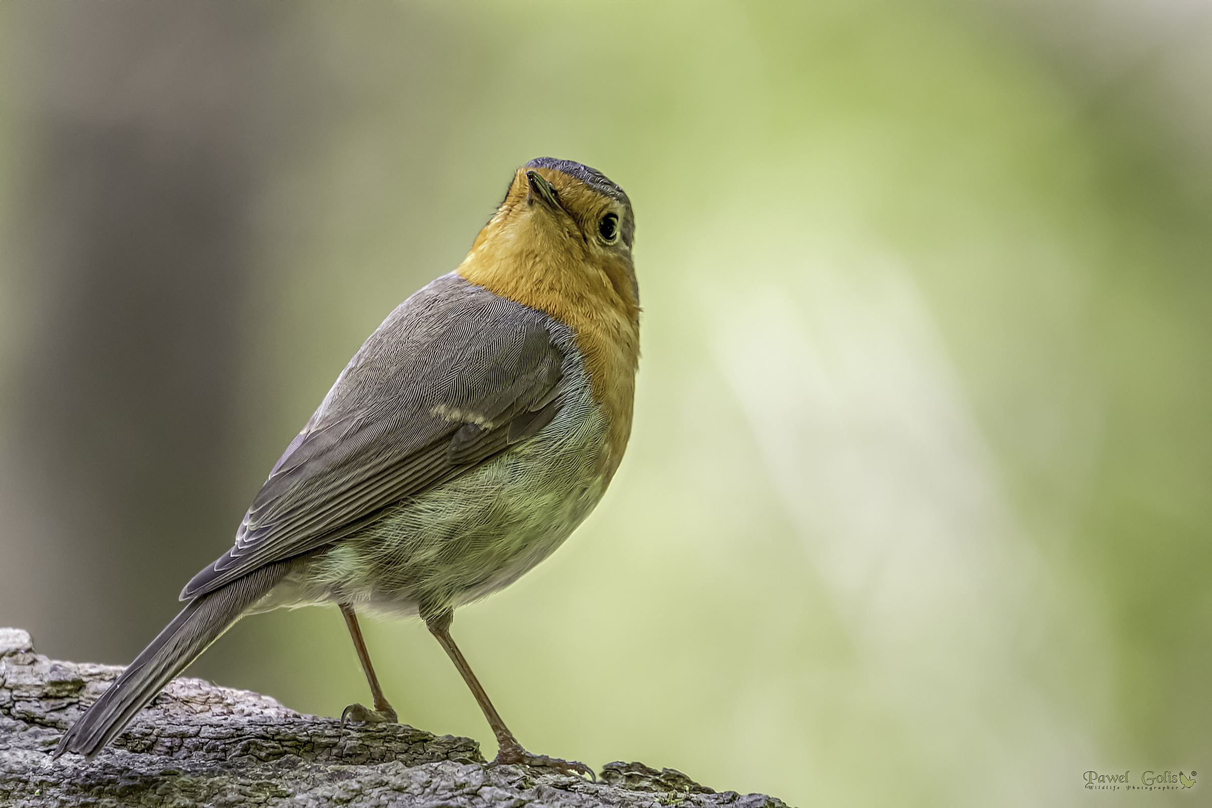 Pettirosso europeo (Erithacus rubecula)