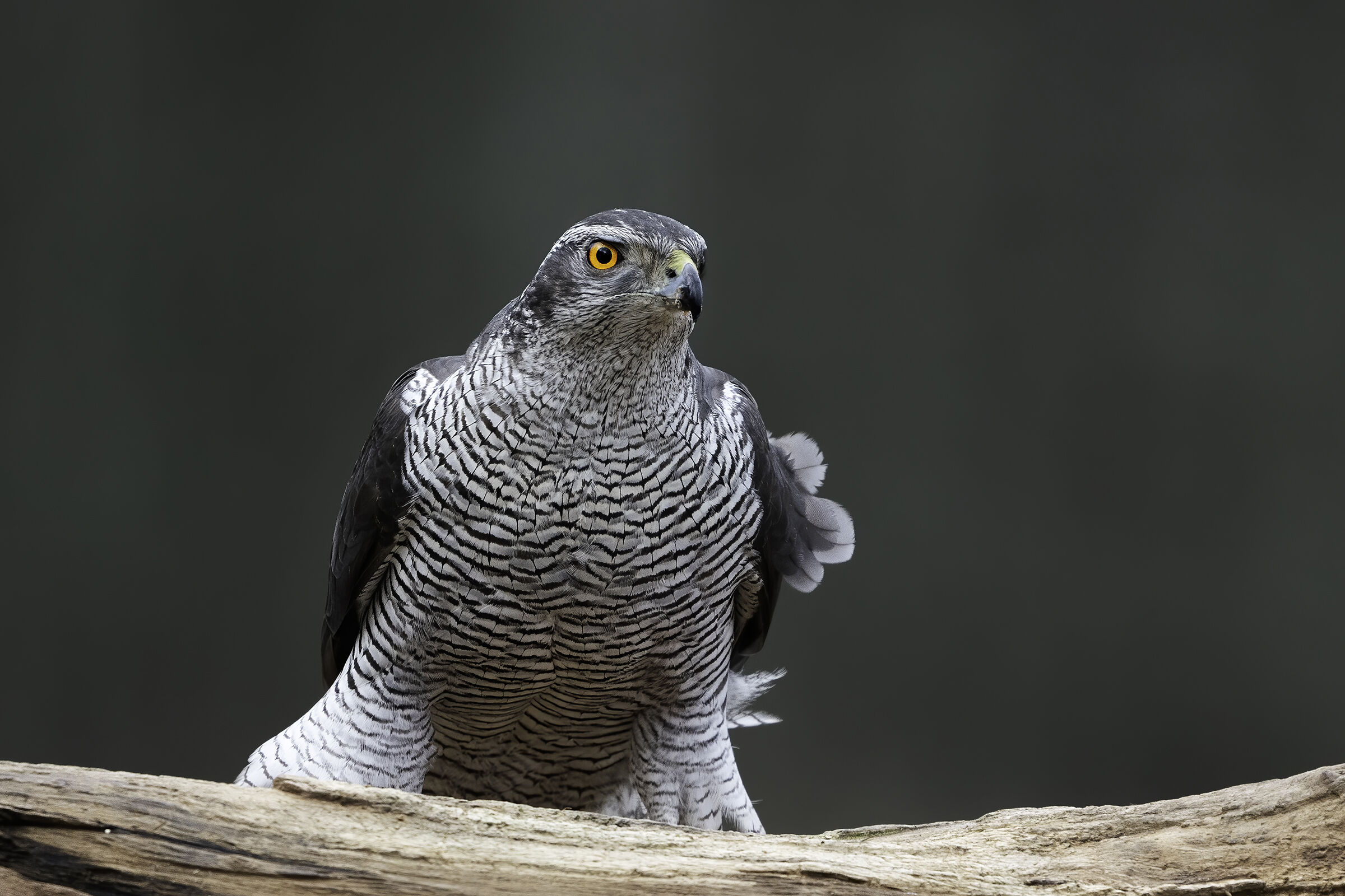 Goshawk
