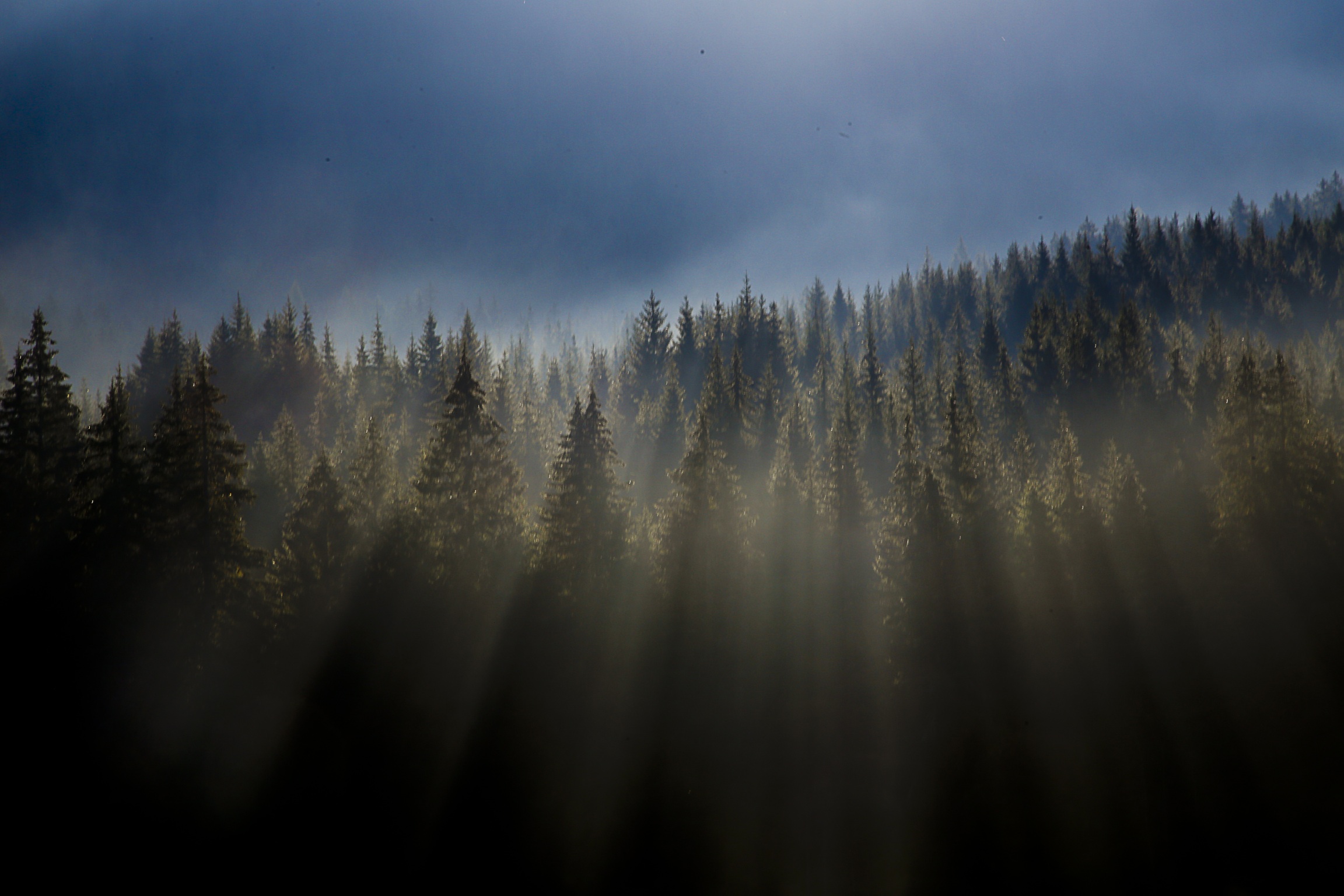 La nebbia tra le cime
