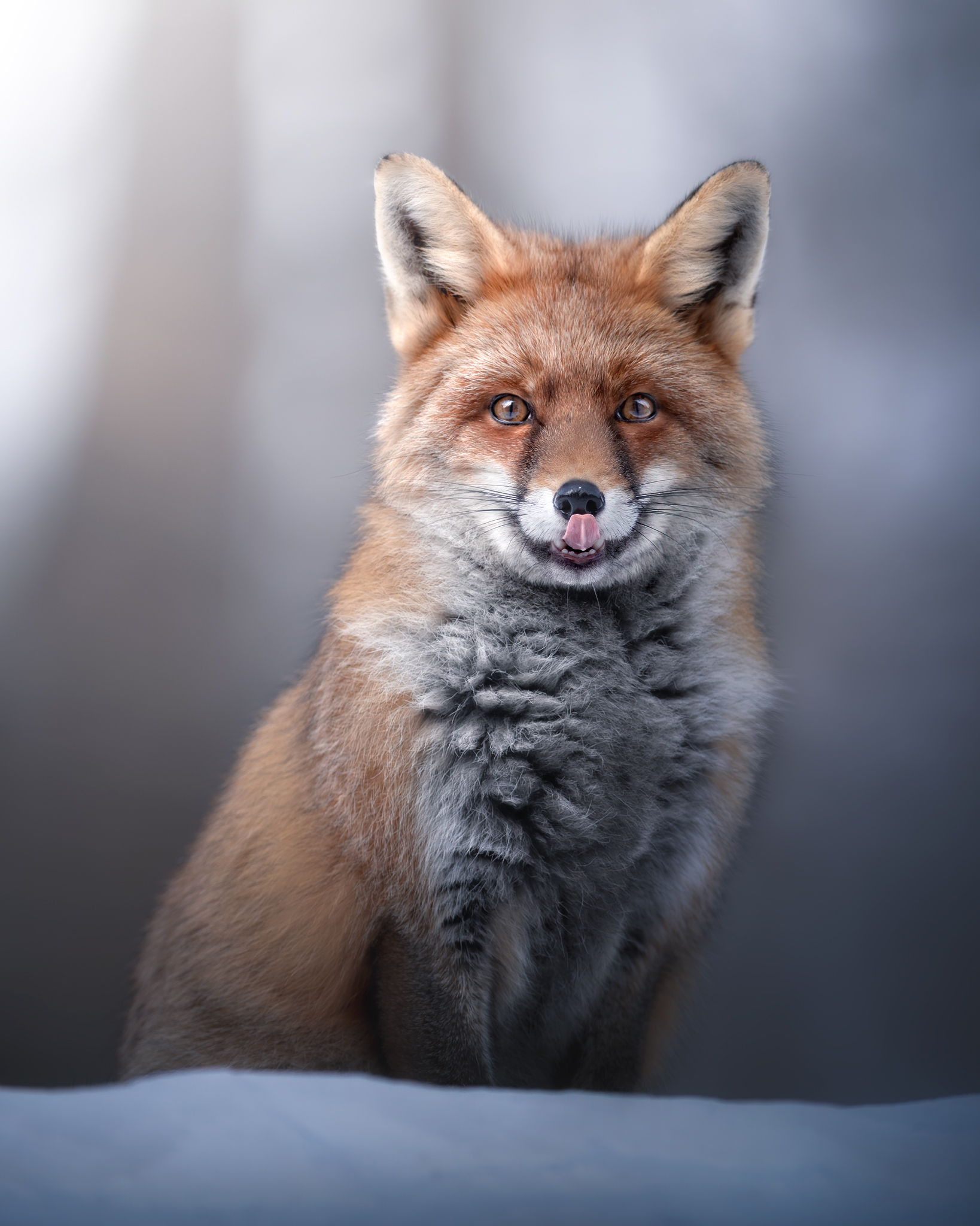 Fox and Snow, perfect combo!