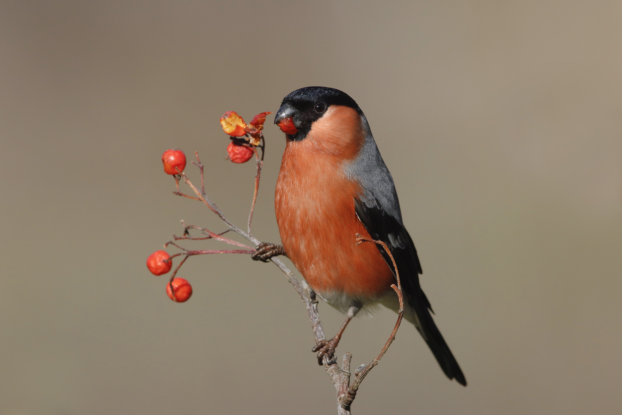 tuft edchid on chembo