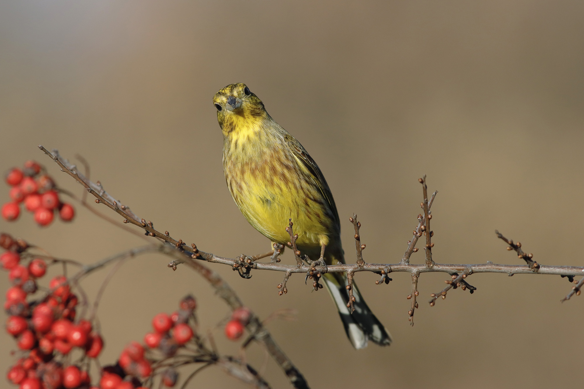 yellow cheekbone and sorbo