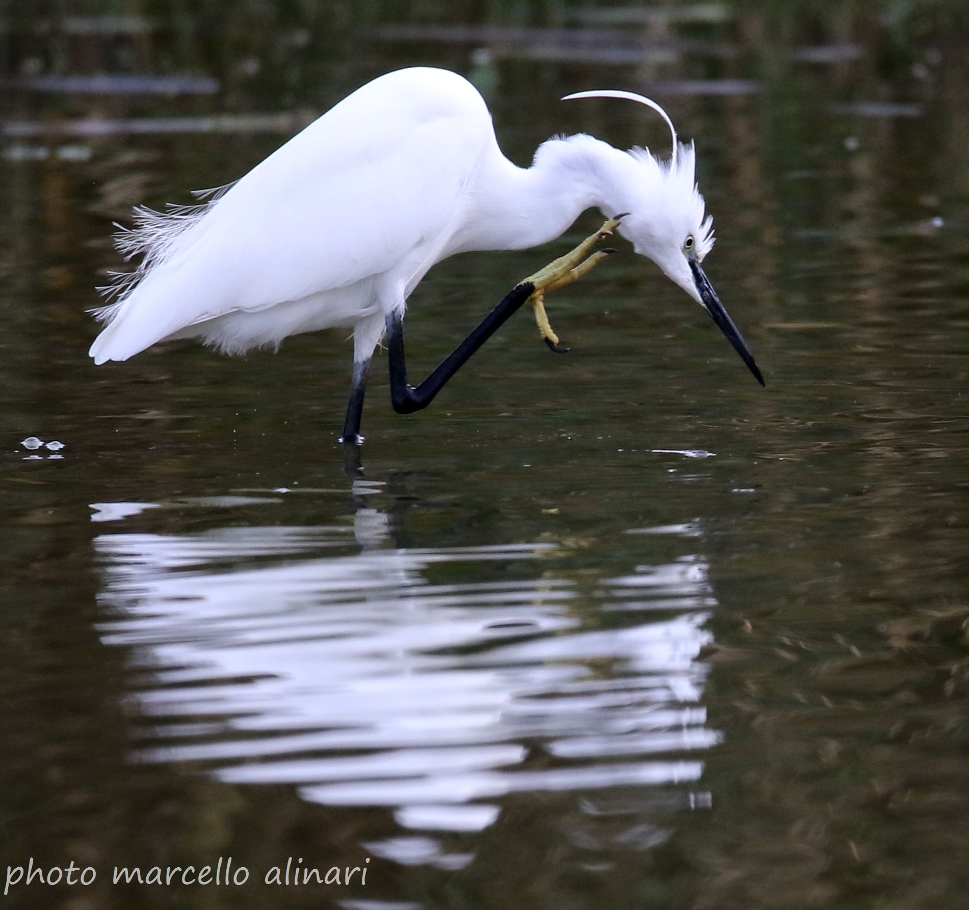 egretta garzetta - stamani pulizie