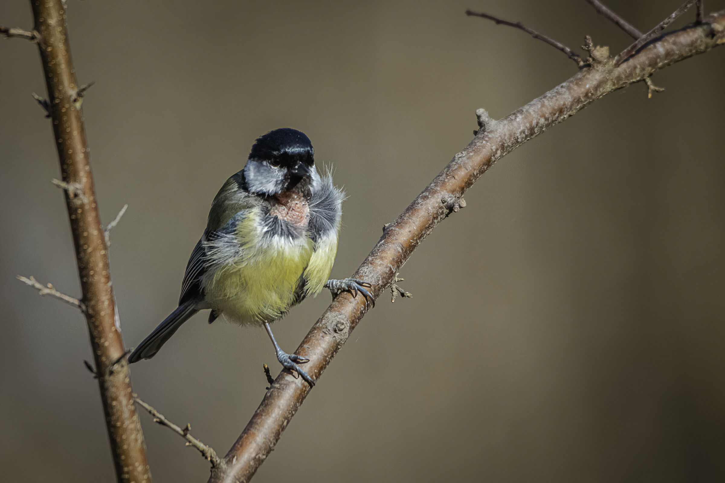 i segni della battaglia
