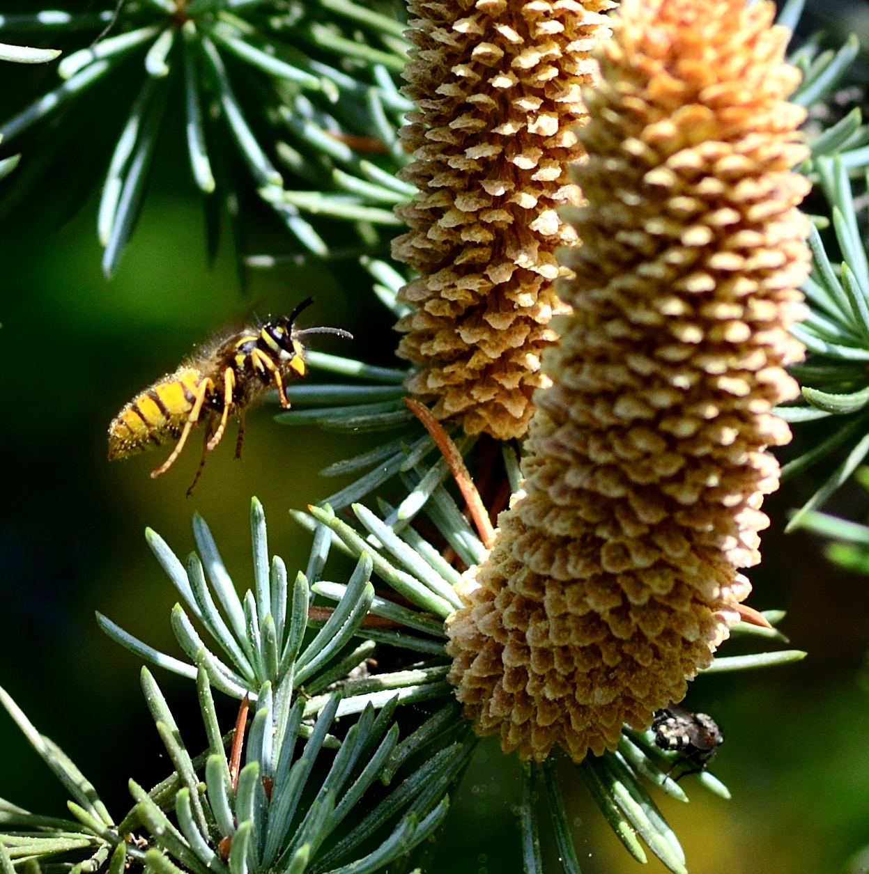 Volo di ricognizione