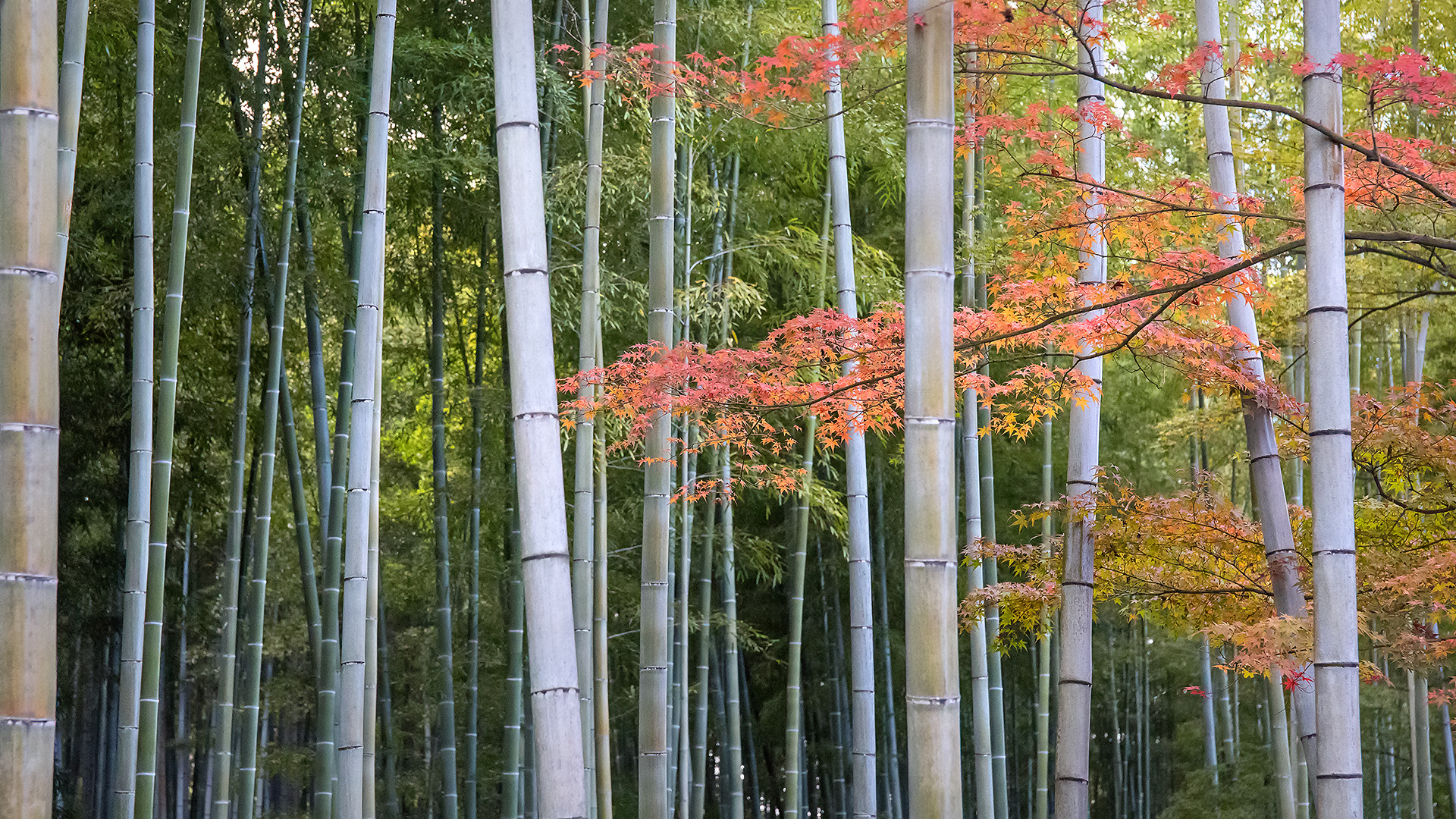 Jojakko-ji temple