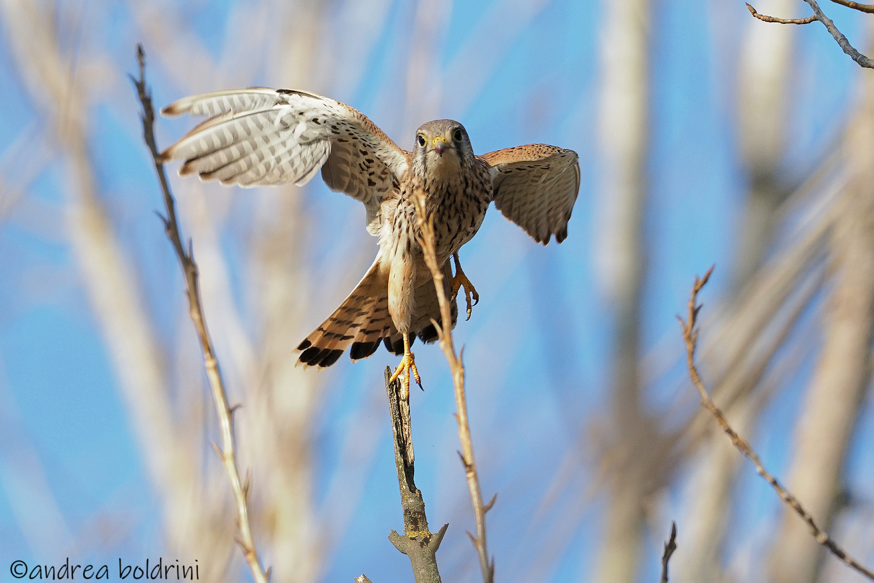 Kestrel