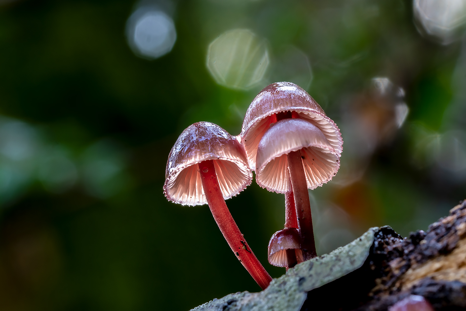 Mycena haematopus