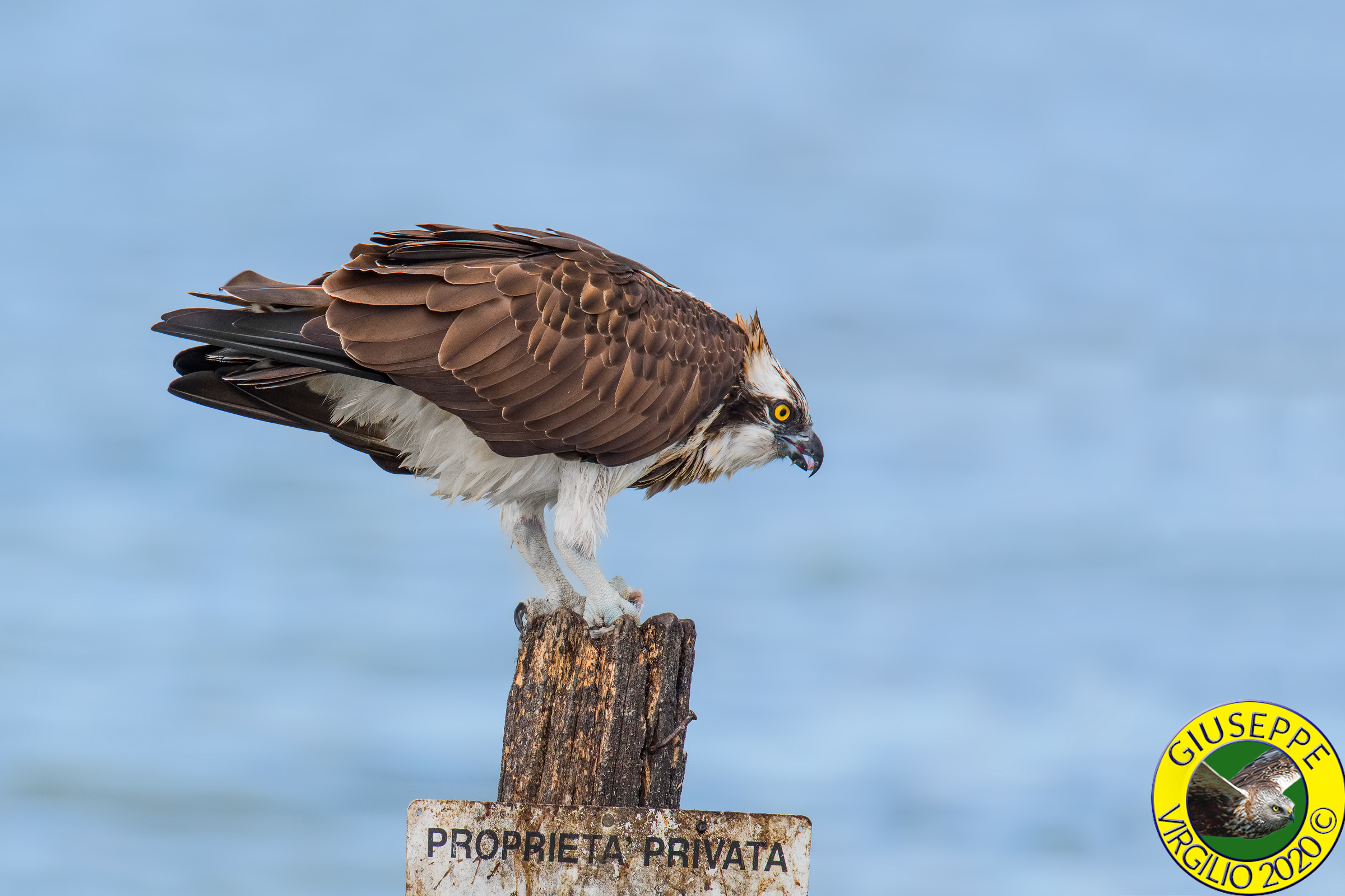 Falco Pescatore (Sardegna) 2020