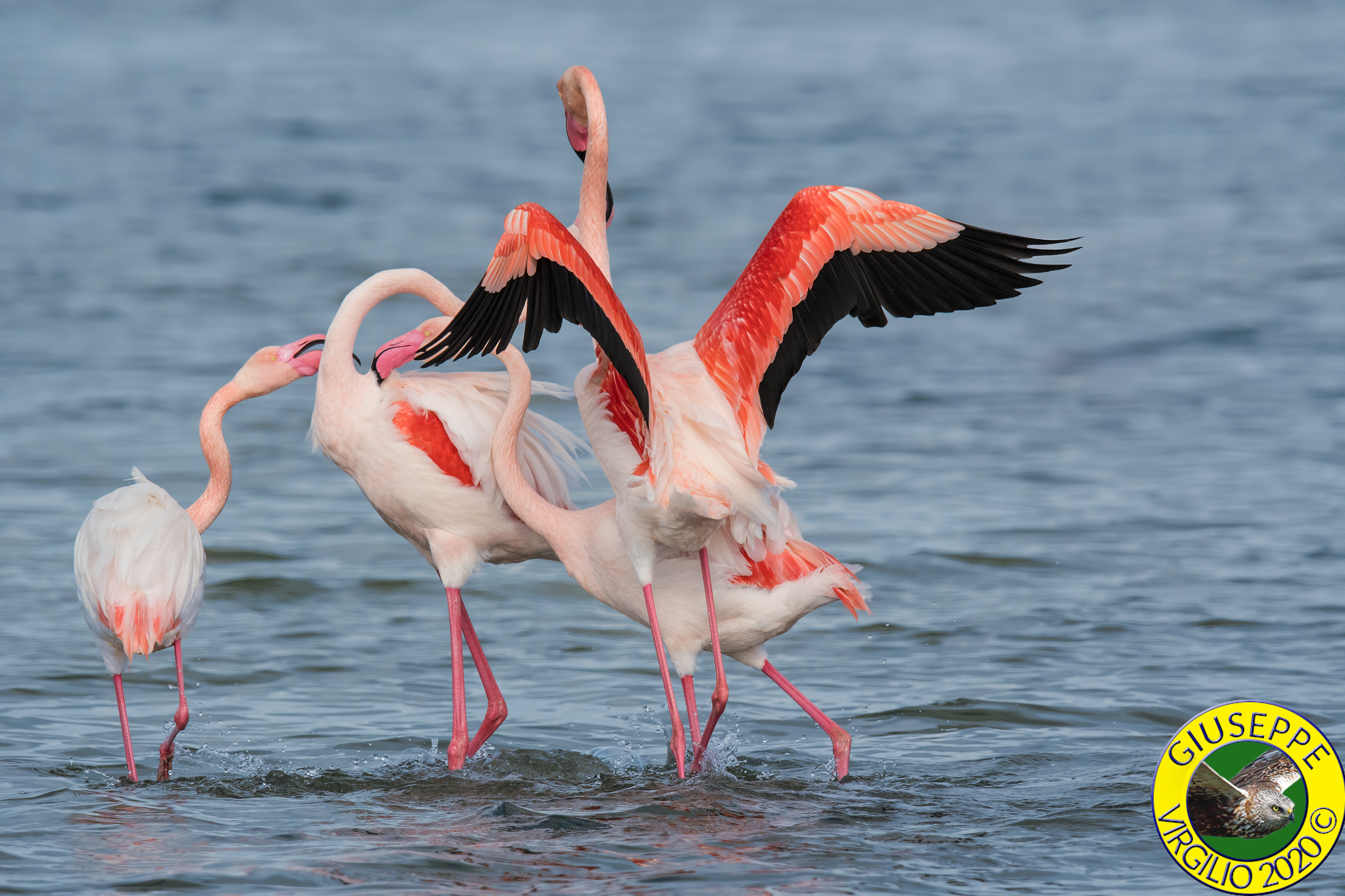 Fenicottero - Phoenicopterus roseus (Sardegna)2020