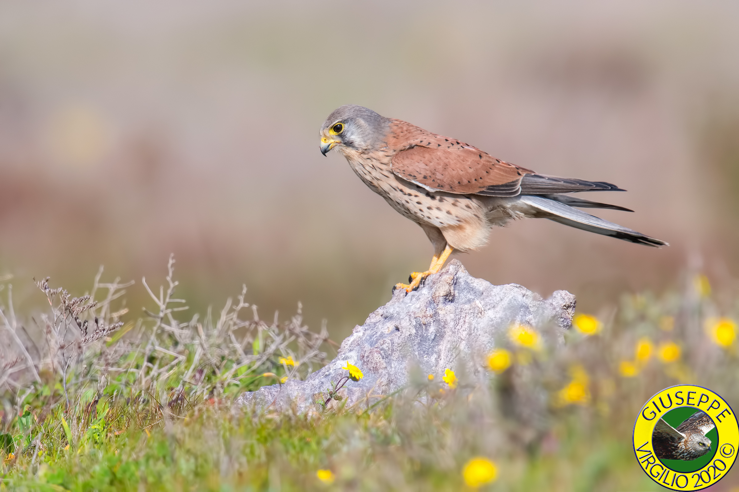 Gheppio  (Sardegna ) 2020