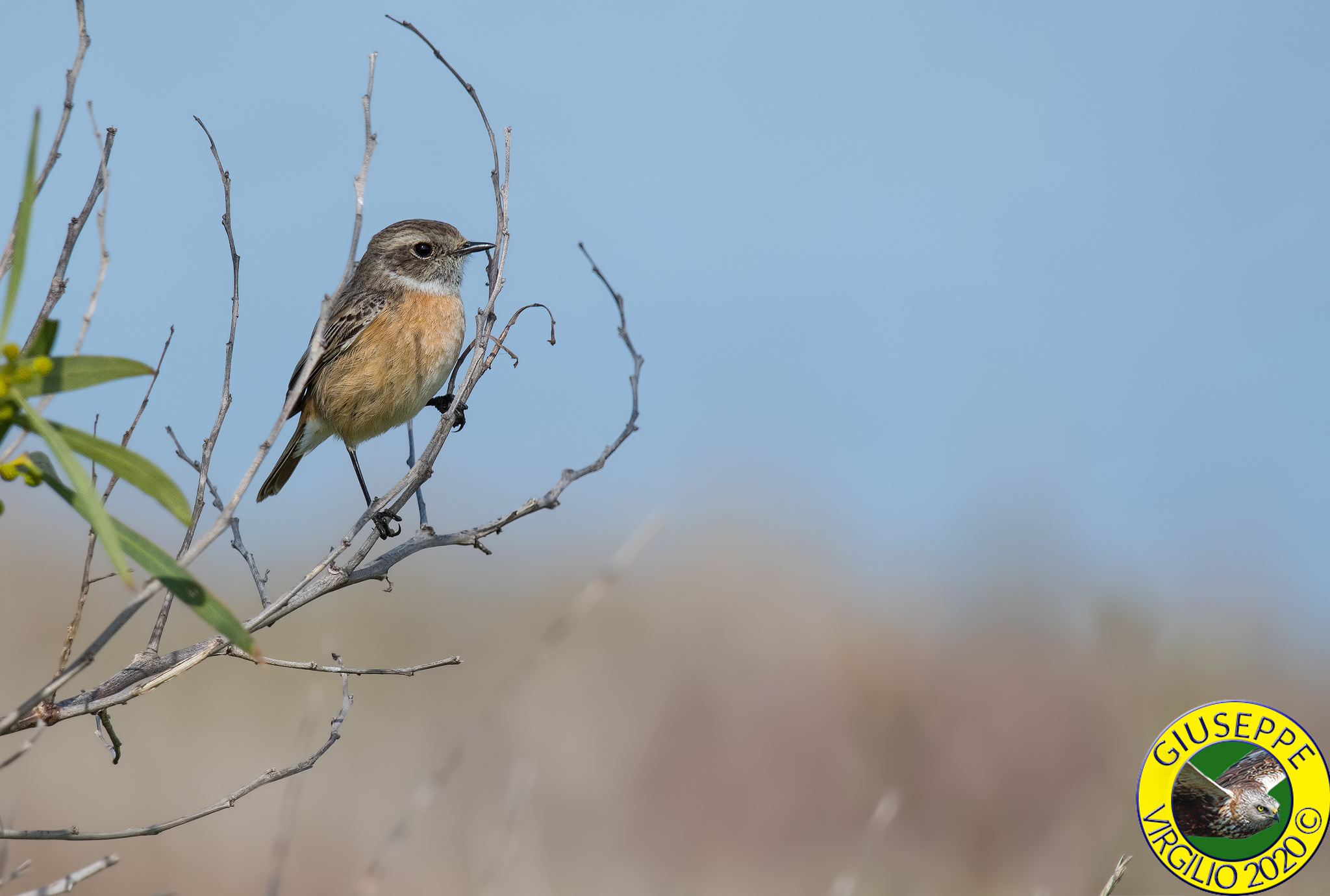 Saltinpalo Saxicola torquatus Specie (Sardegna ) 2020