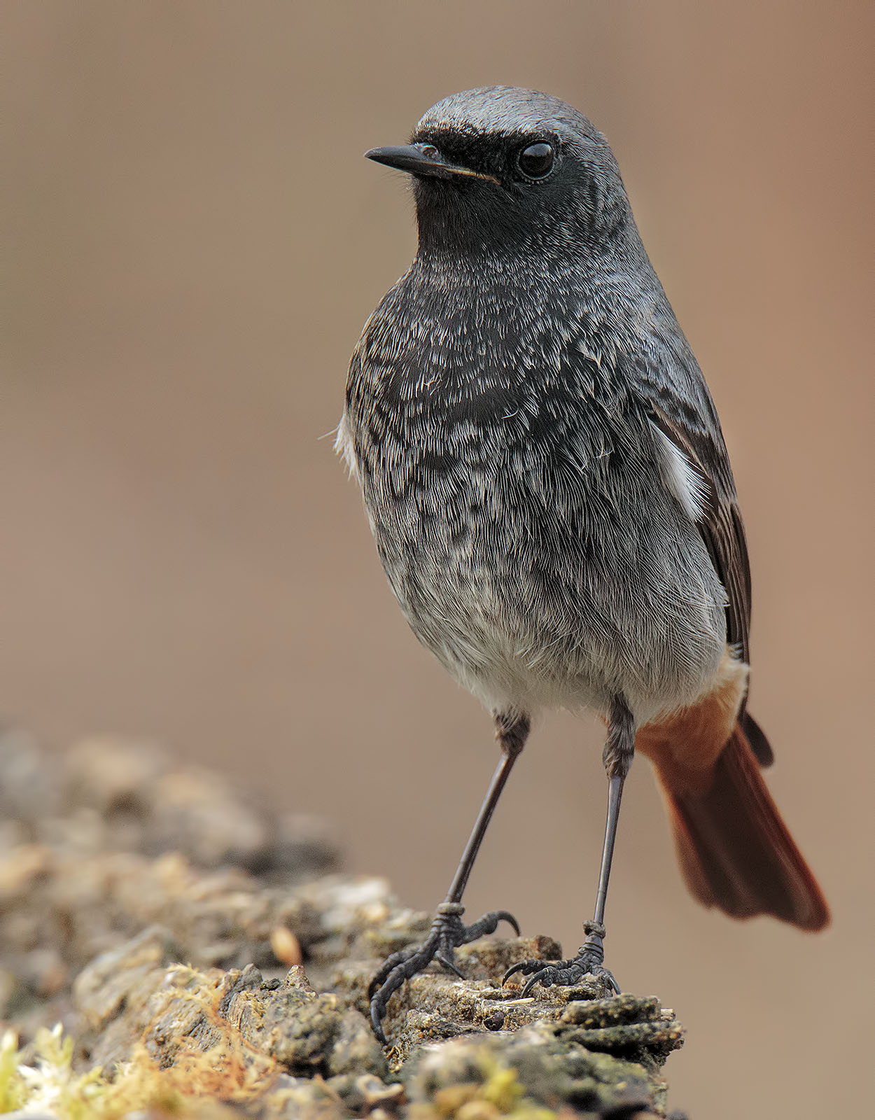 Codirosso spazzacamino