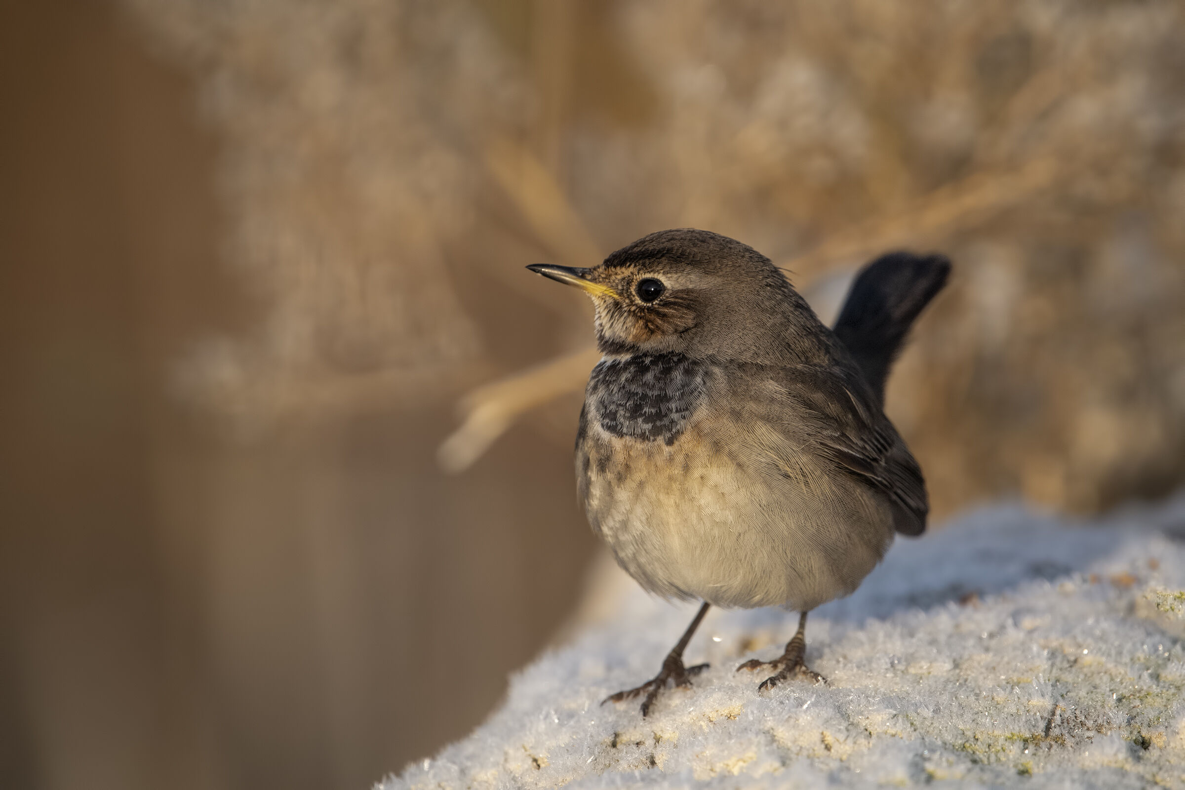 Pettazzurro (poco azzurro)