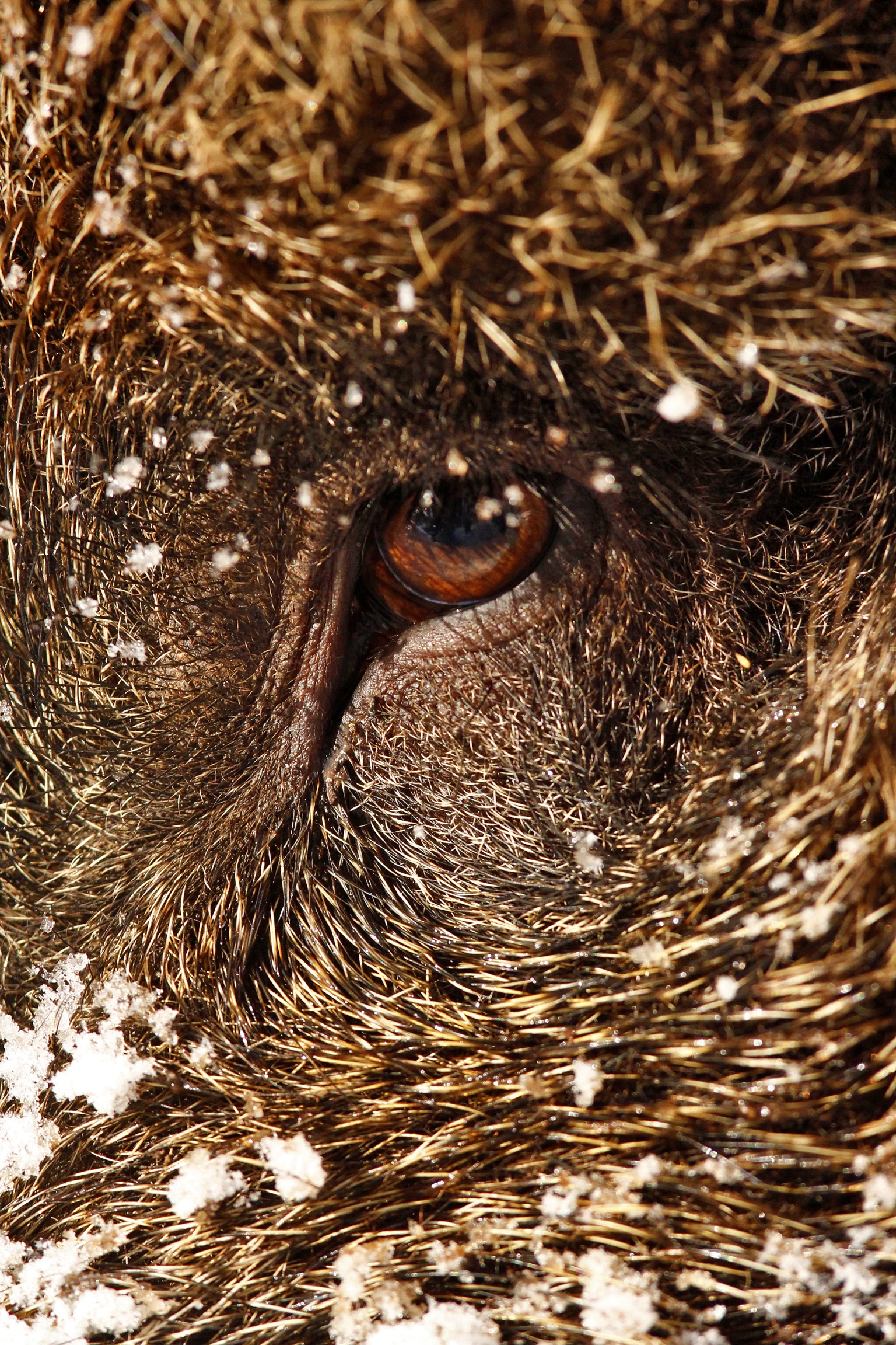 Occhio....al chinghiale